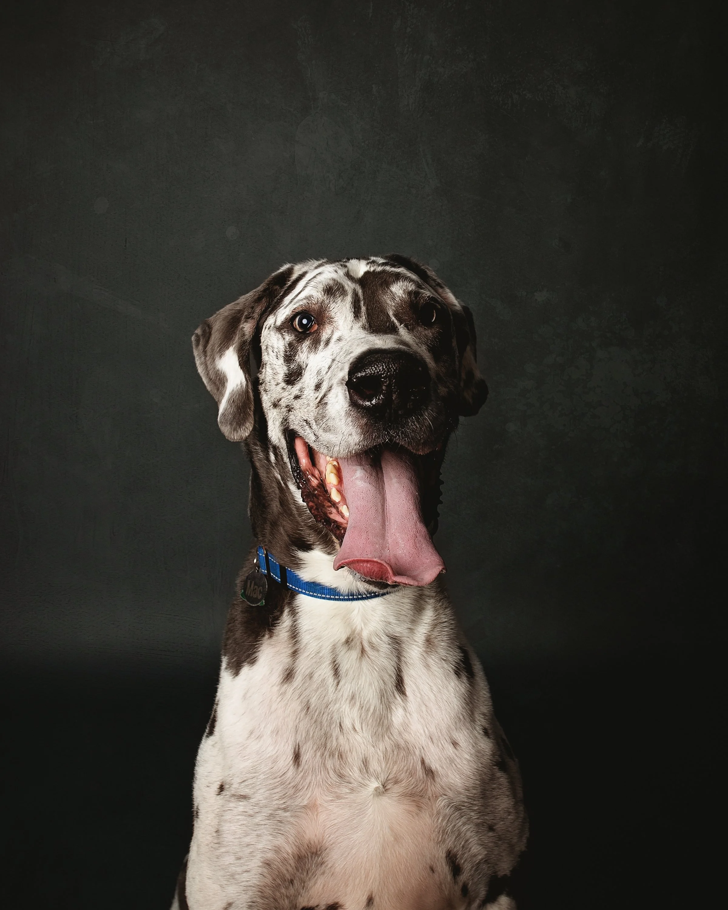 A happy great dane dog with its tongue out, wearing a blue collar, sitting in front of a dark background.