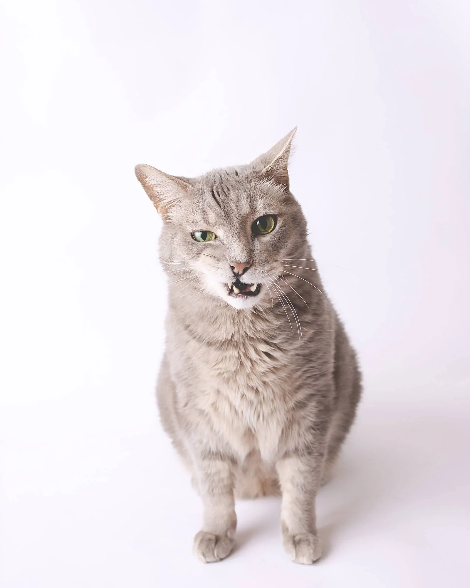 Gray cat with green eyes, showing teeth, against a plain white background.