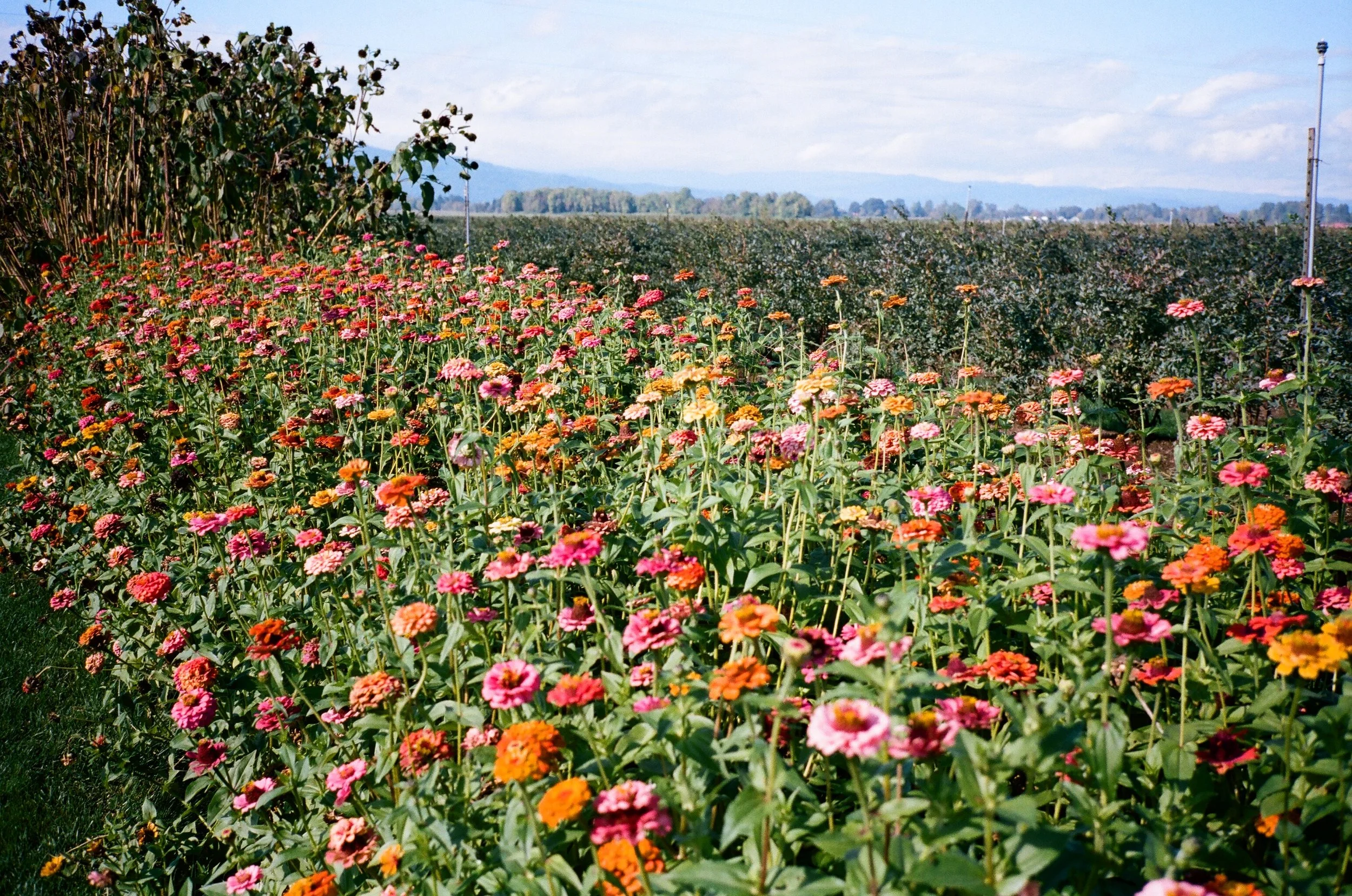 Field of colorful flowers stretching into the distance with a clear sky and mountains in the background.