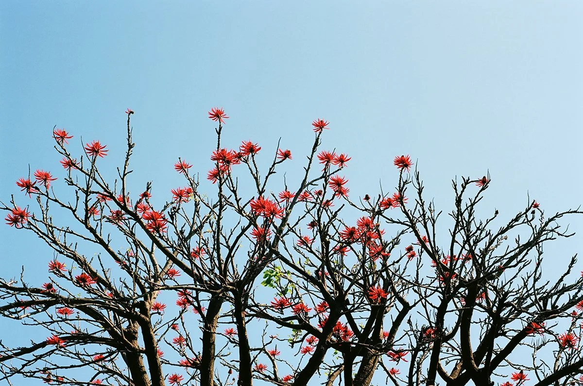 Tree with red flowers on branches against a clear blue sky.