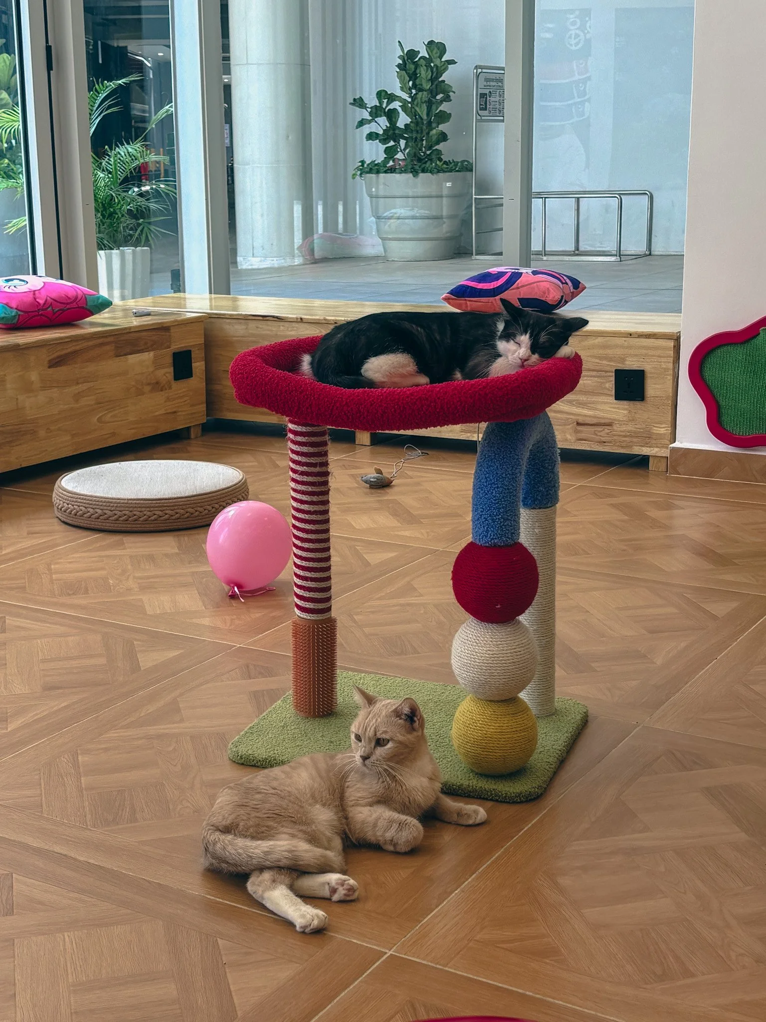 Wonderland Nekoya Cat Cafe