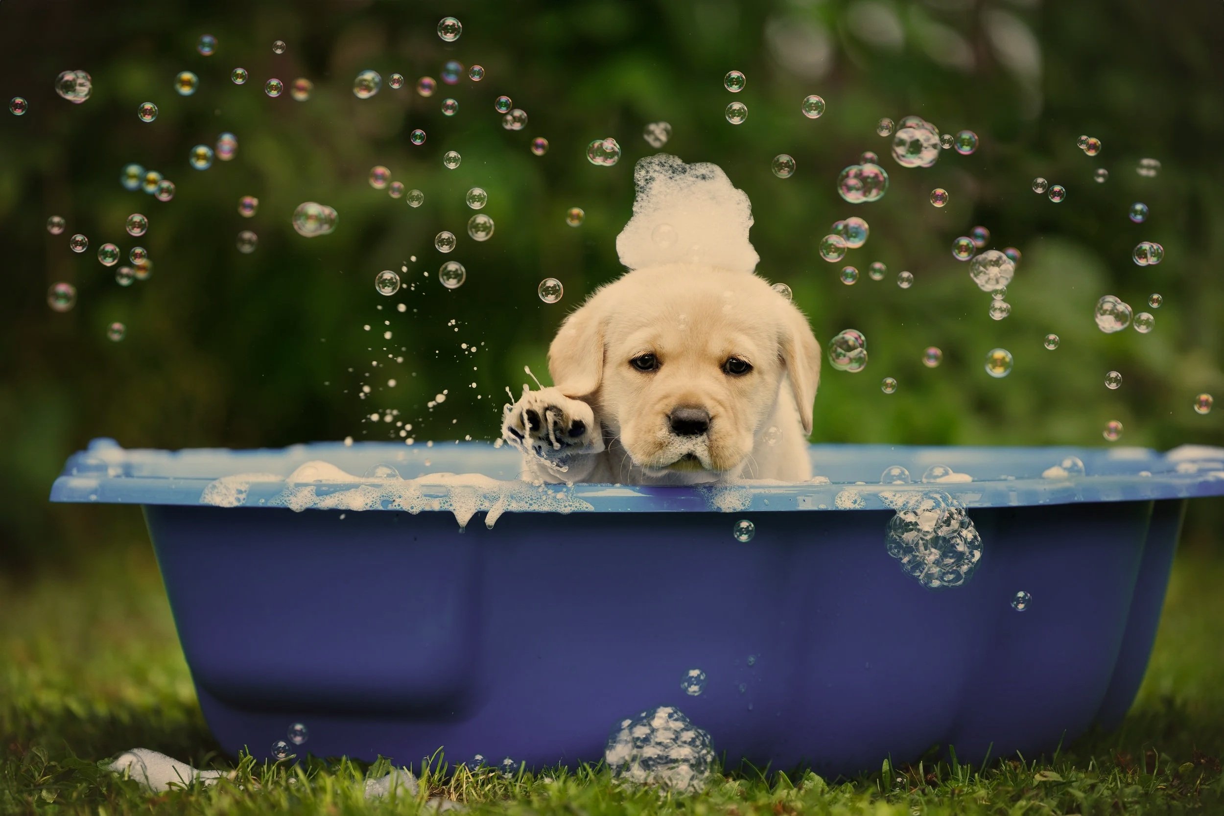 Beyond the Surface: The Future of Canine Wellness with Microbubble Therapy