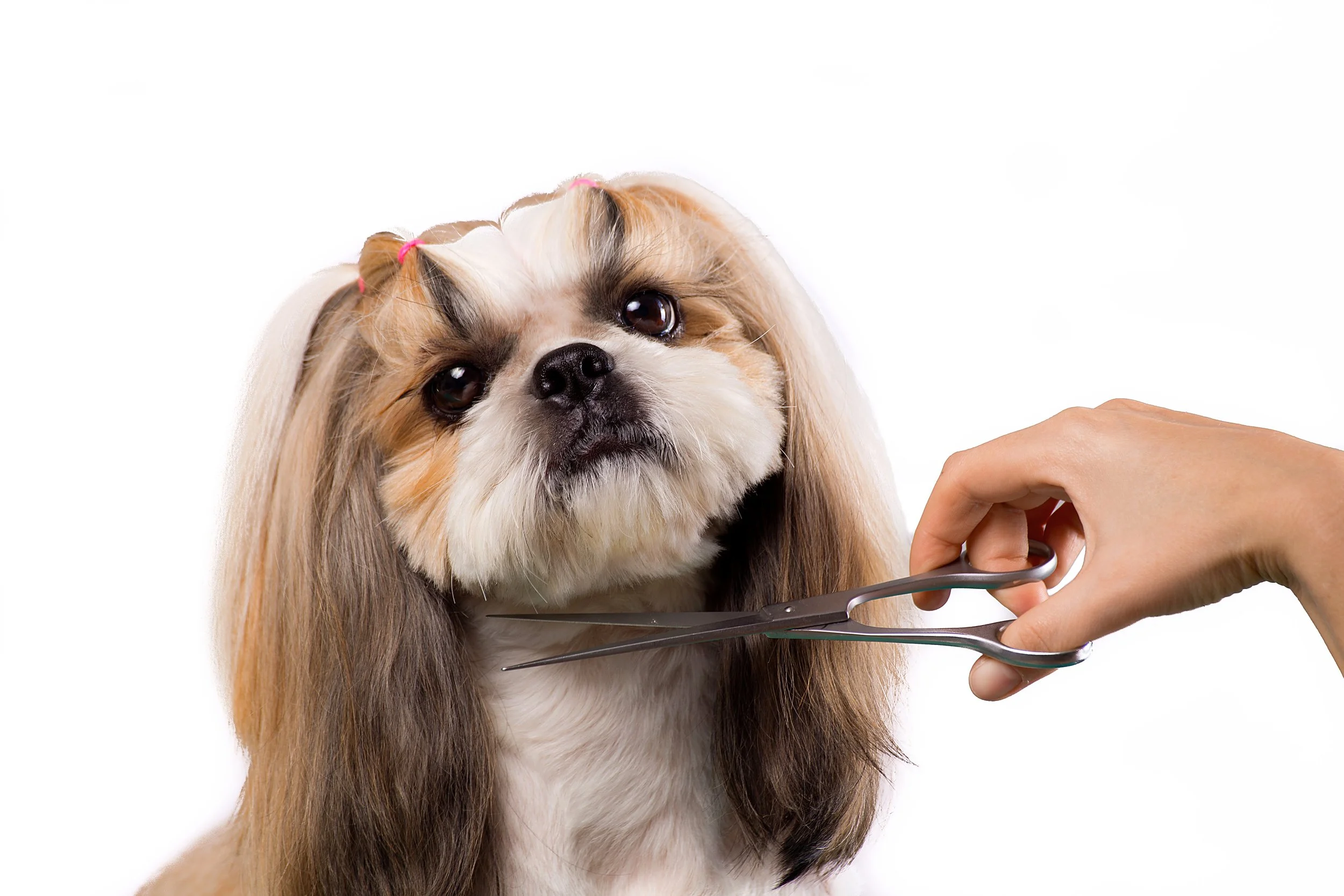 Signature Grooming services