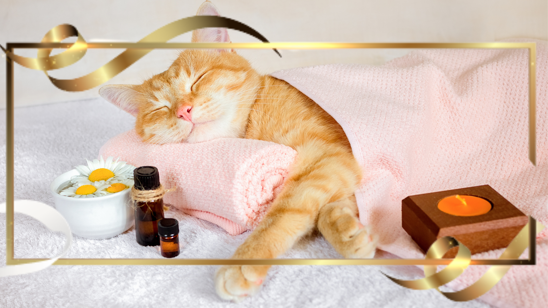 Why a Pet Spa Day is More Than Just a Trim