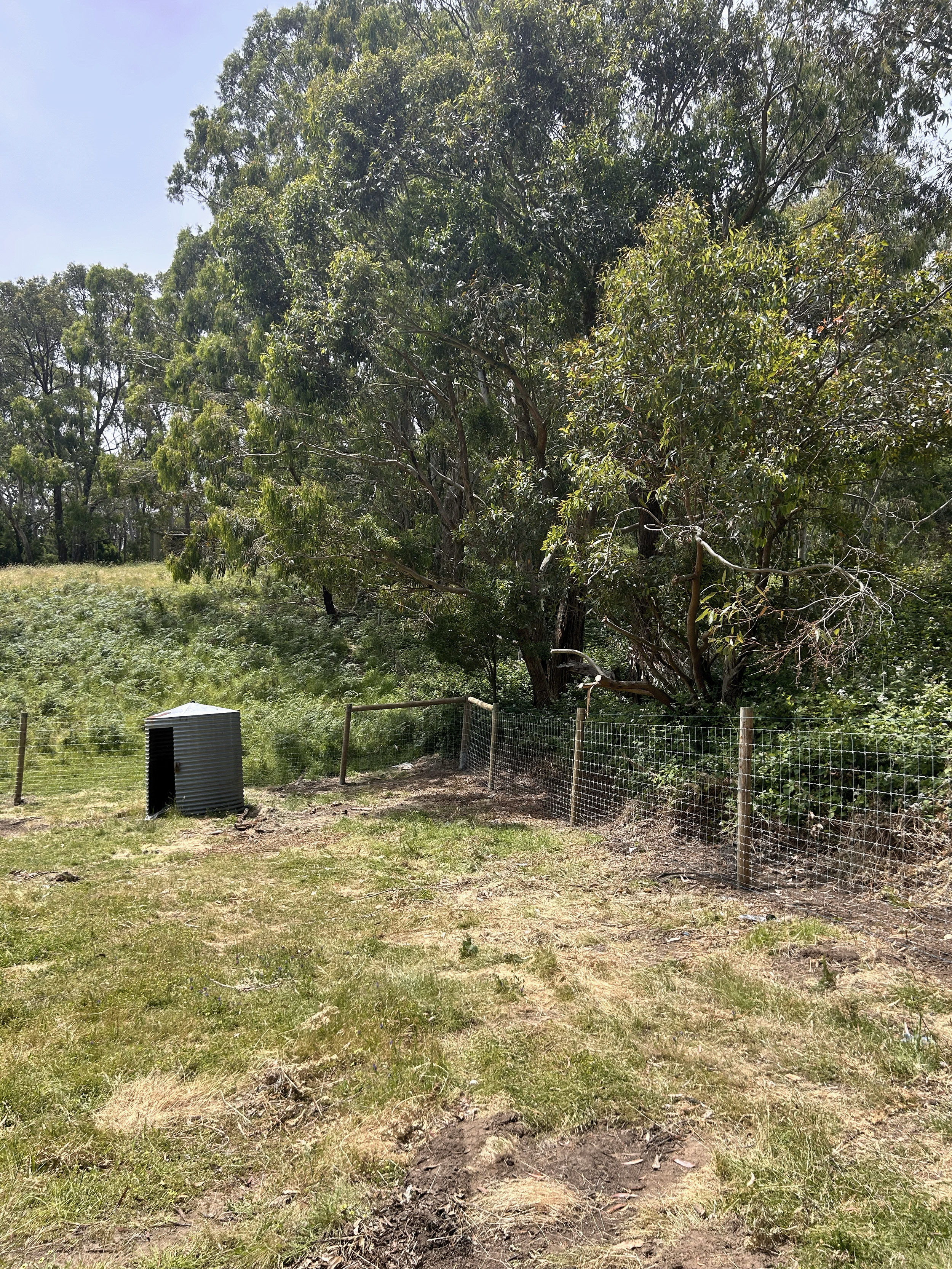 A grassy area with a wire fence and a large tree with green foliage in the background. There is a small corrugated metal shelter to the left of the fence.