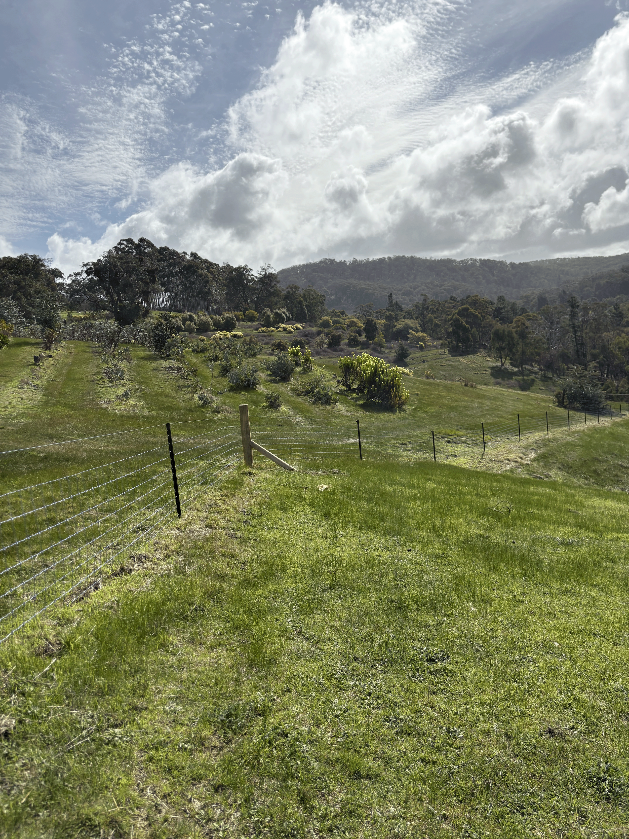 A grassy hill with a partly cloudy sky and scattered trees and shrubs in the background, enclosed by a wire fence.