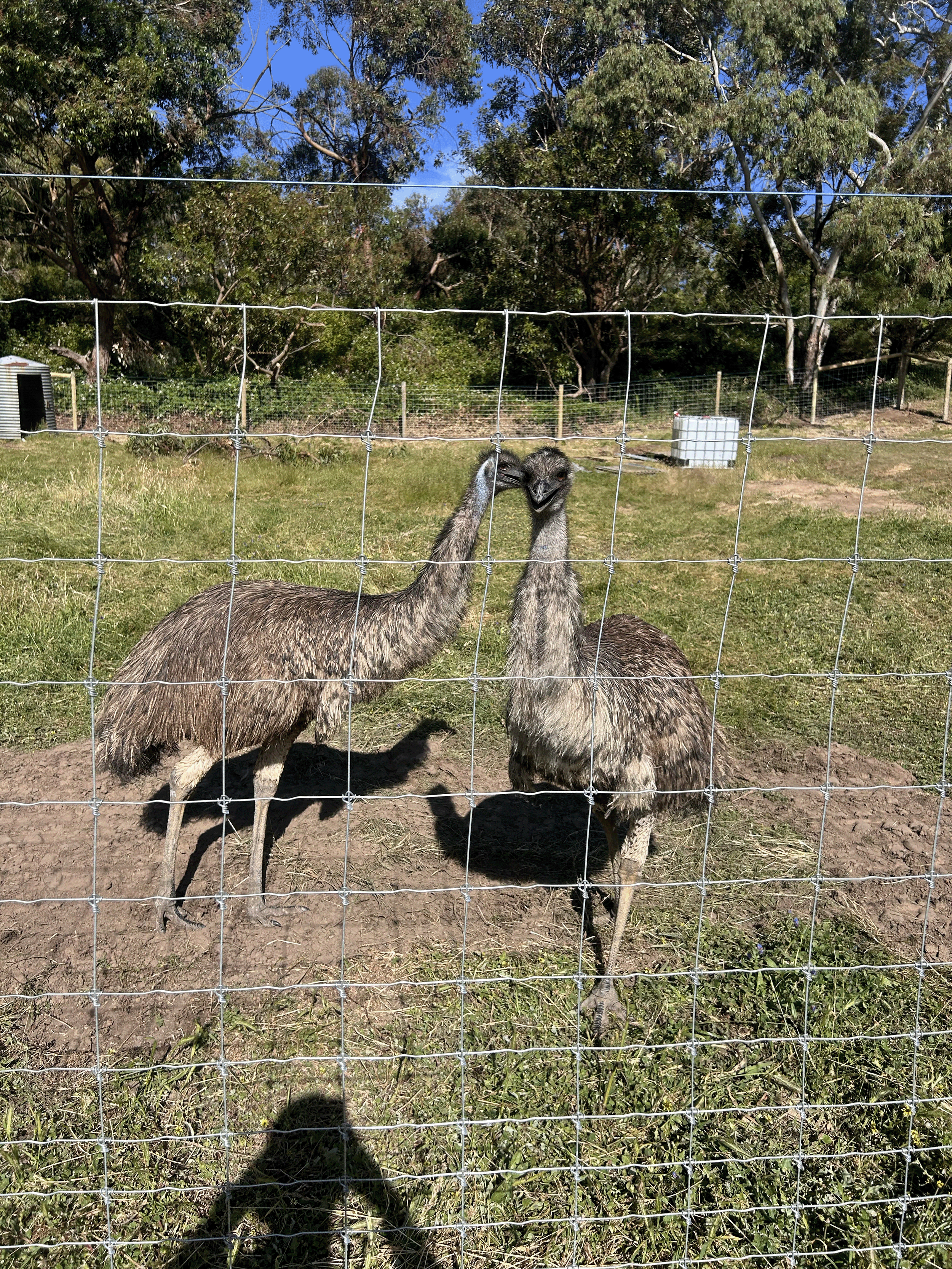 Two emus inside a fenced enclosure on a grassy field with trees in the background.