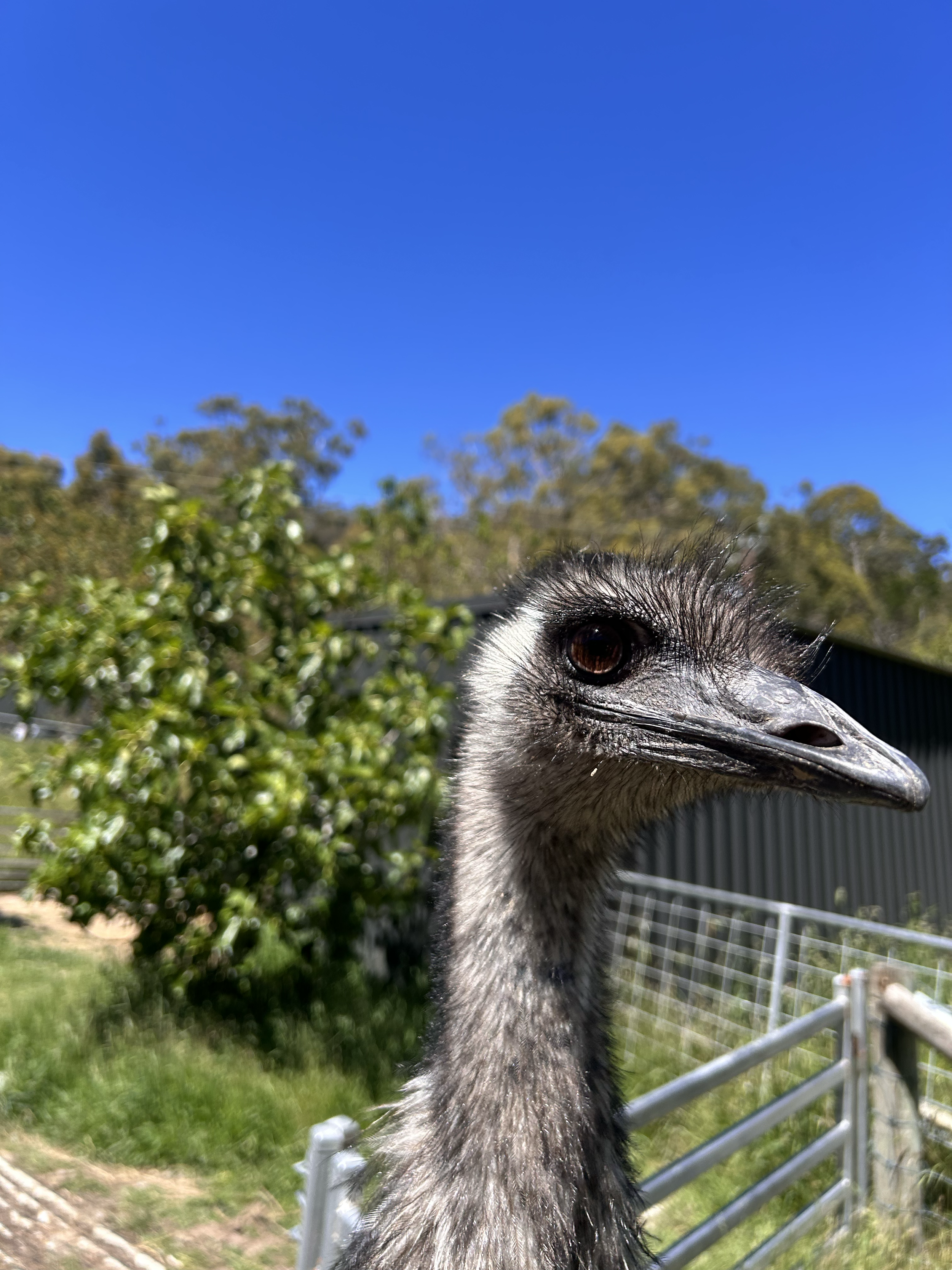 Close-up of an emu with a black beak and large dark eye, outdoors on a sunny day with blue sky and green trees in the background.
