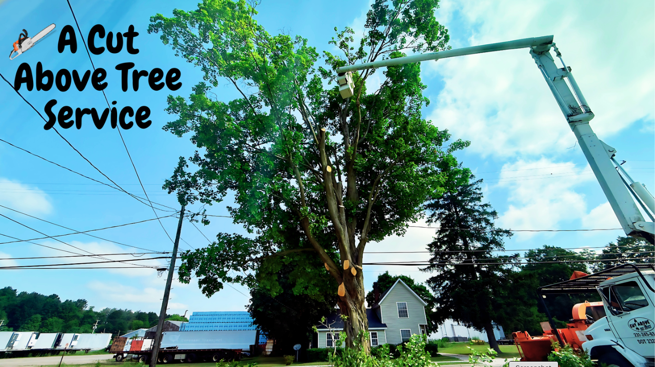 Arborist Ricky Hovey of West Michigan Tree Services operating an aerial boom to safely prune a mature maple tree in a residential yard, highlighting local artisan business expertise.