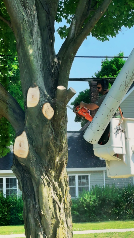 Arborist Ricky Hovey operating a chainsaw from an aerial bucket to precisely dismantle a massive maple tree section, ensuring residential safety and zero damage to the property below.