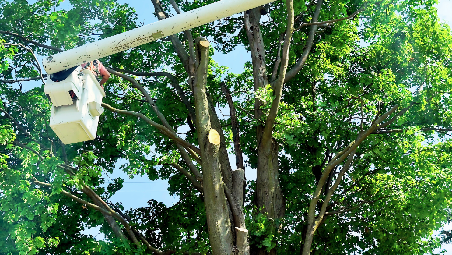 Professional arborist Ricky Hovey operating from an aerial lift to preserve a century-old maple tree, demonstrating the expert care required to maintain environmental heritage and residential safety.