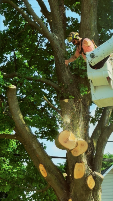 Professional arborist Ricky Hovey of West Michigan Tree Services making a precision cut on a mature maple tree limb from an aerial lift, ensuring a controlled descent and residential safety.