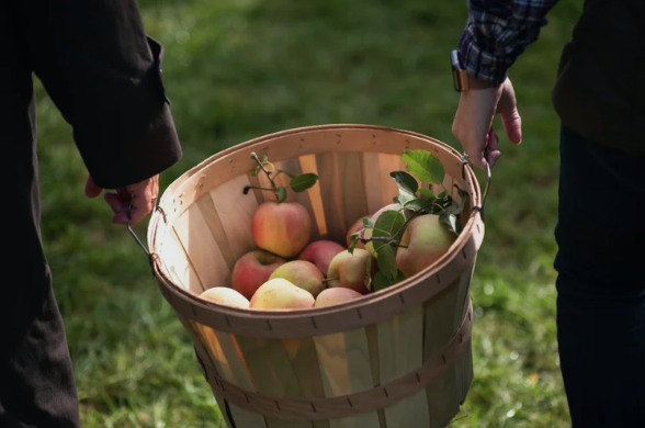 A person holding a large wooden harvest basket filled with fresh red and green apples in a sunlit orchard, representing the simple power of choosing whole, unprocessed foods over additive-filled snacks.