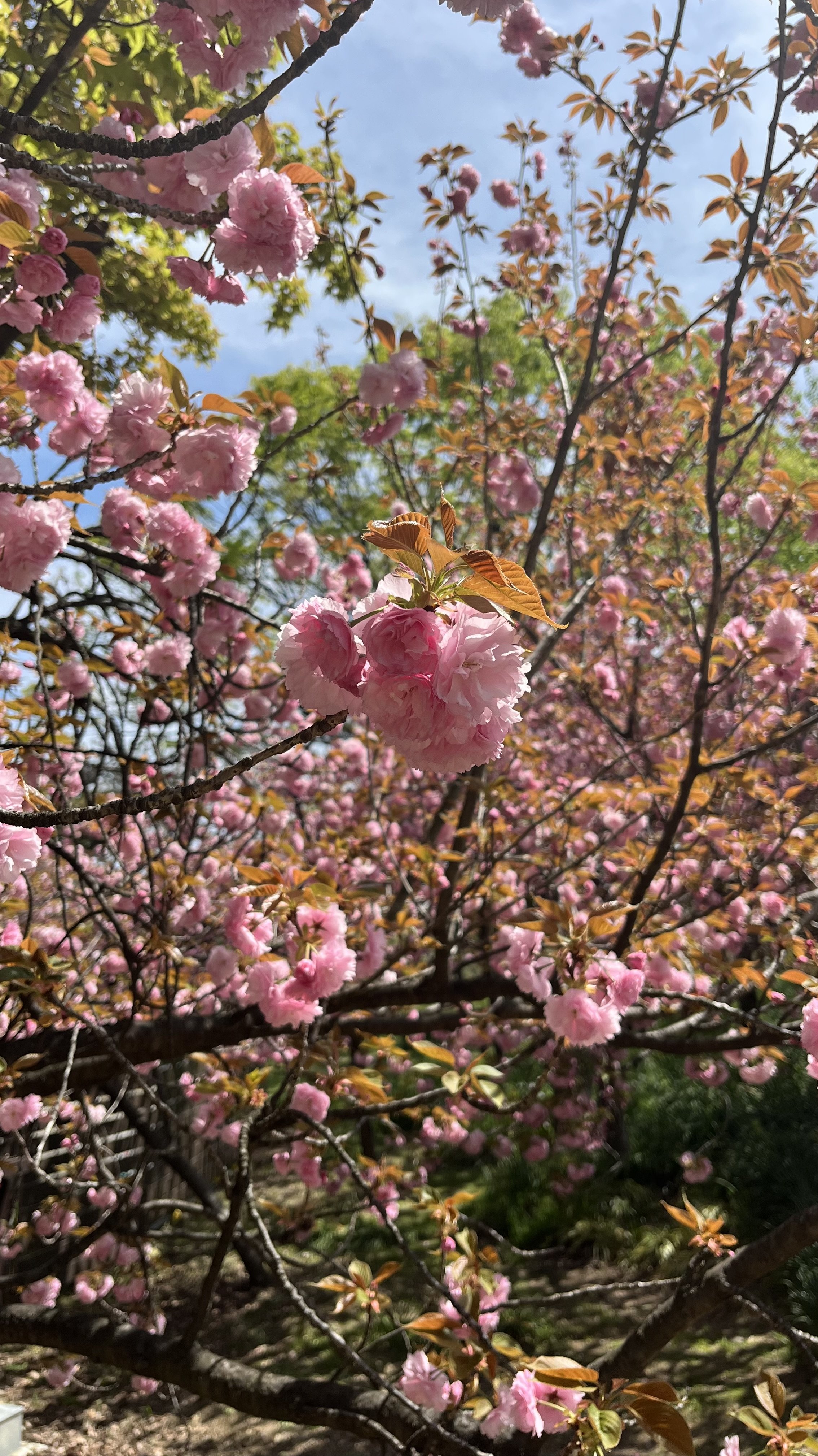 Árvore de flores rosa com céu azul ao fundo.