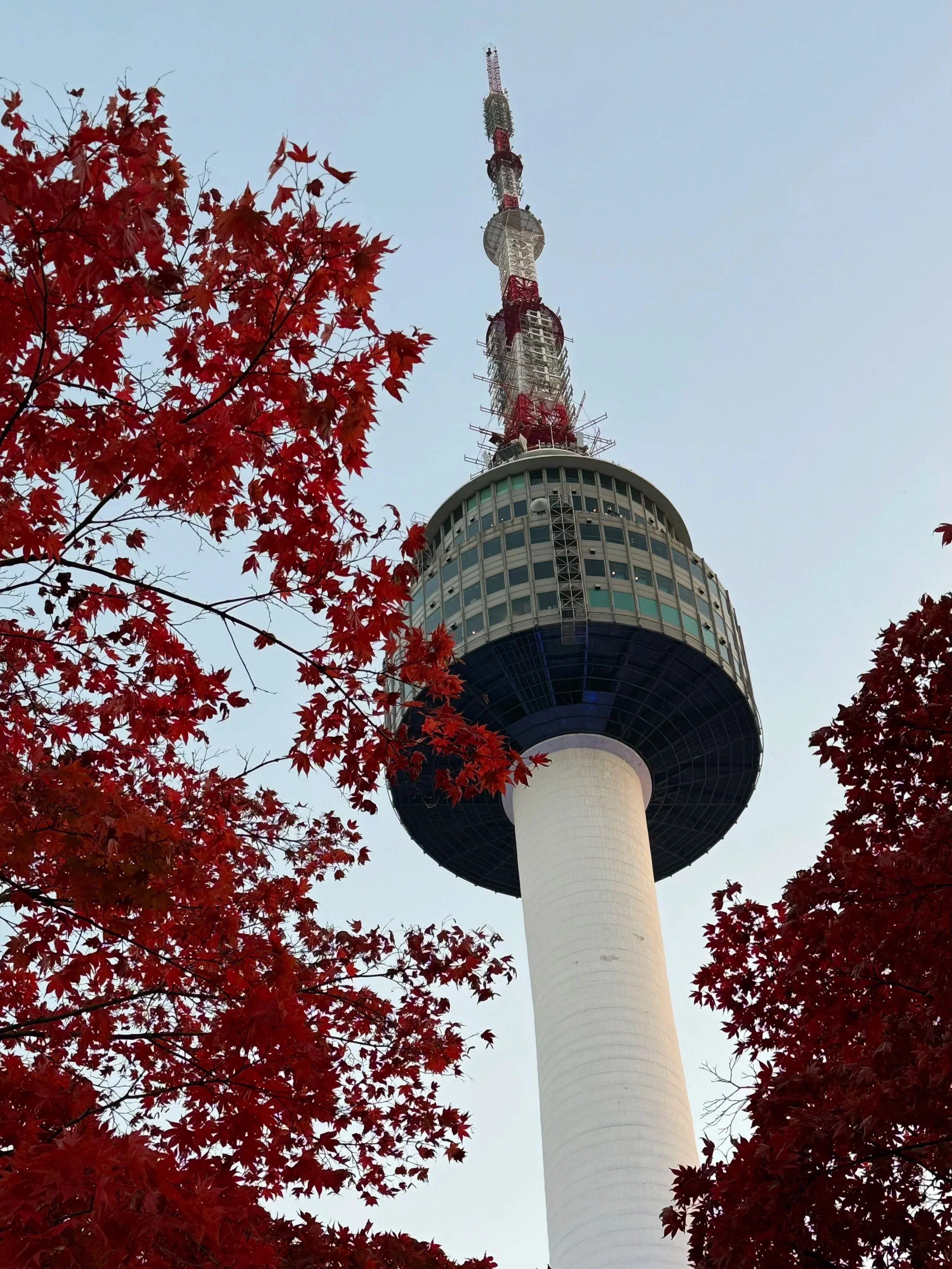 imagem torre de sul no outono, com folhas vermelhas em frente à torre