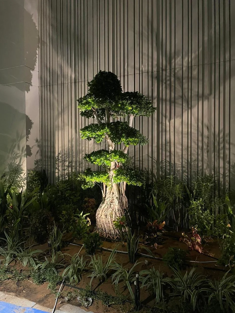 A lit tree with lush green foliage and a thick twisted trunk planted in a garden, with surrounding plants and shrubs, against a metallic wall background at night.