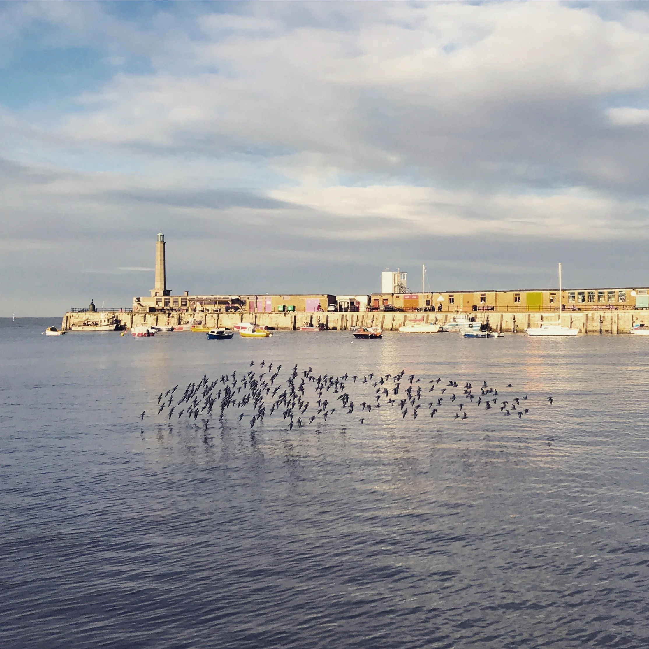 birds fly over the water at margate harbour
