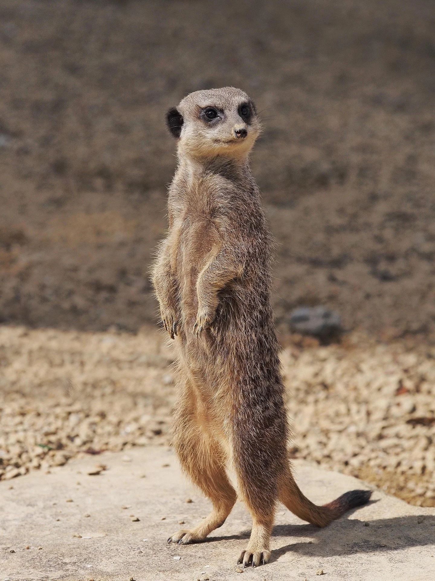 aitoff-meerkat-1627081_1920.jpg