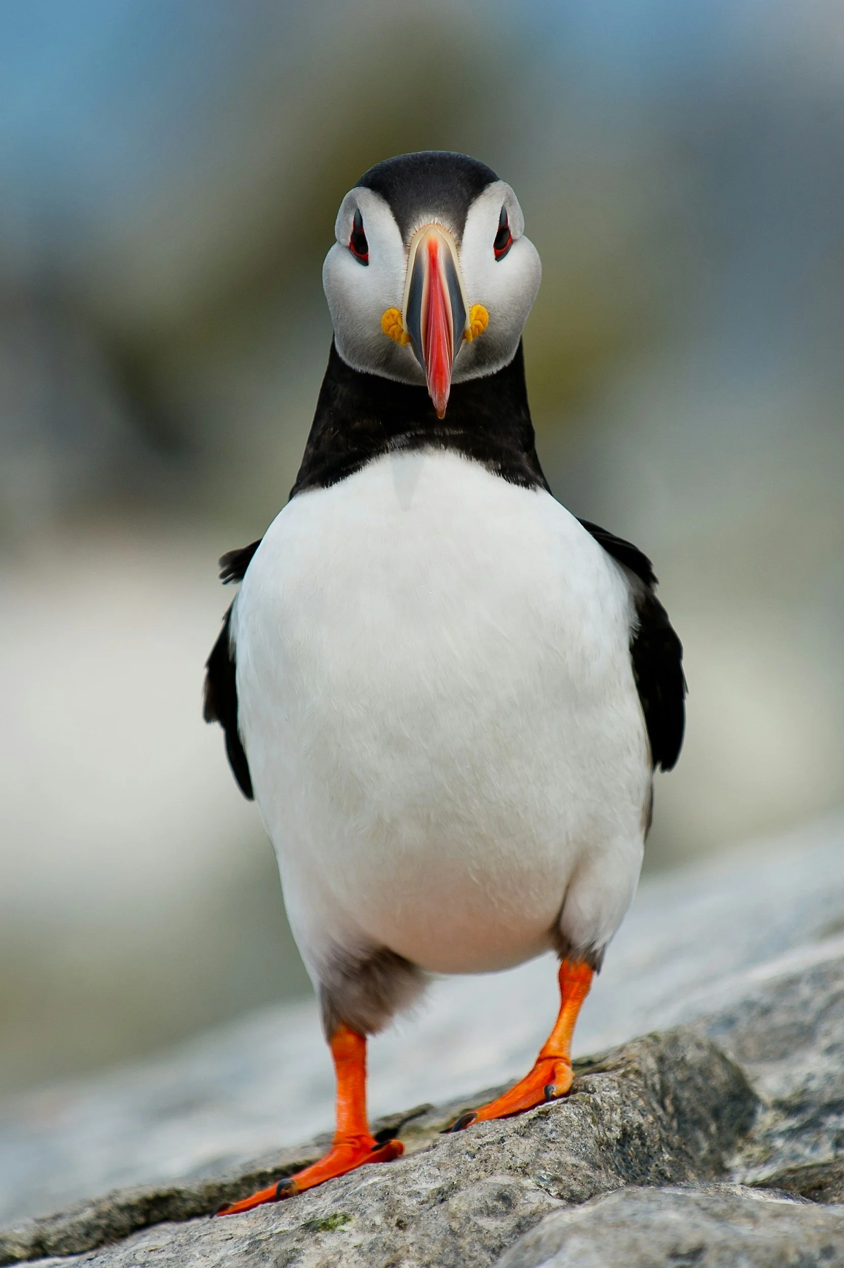 A close-up of an Atlantic puffin standing on a rock with a blurred background.