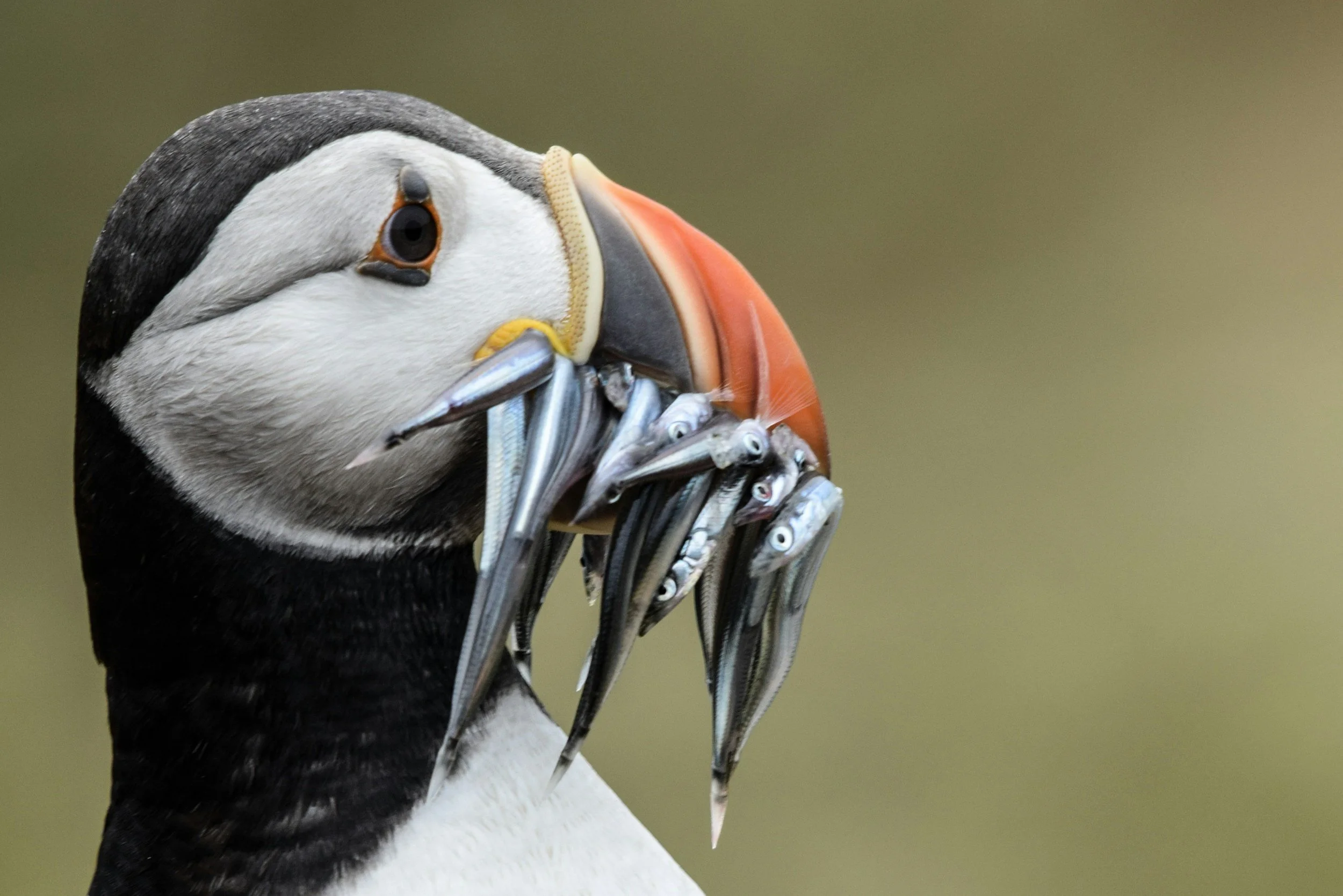Close-up of a puffin bird with a large, bright orange beak, holding several small fish in its beak.