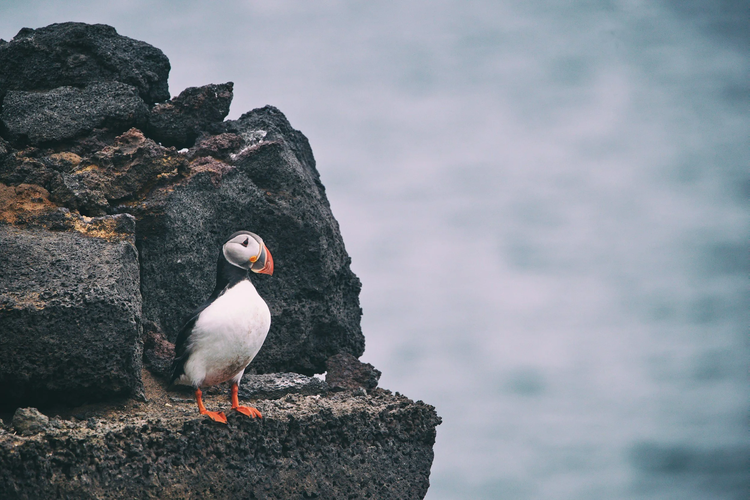 A puffin bird standing on a rocky cliff with a cloudy sky in the background.