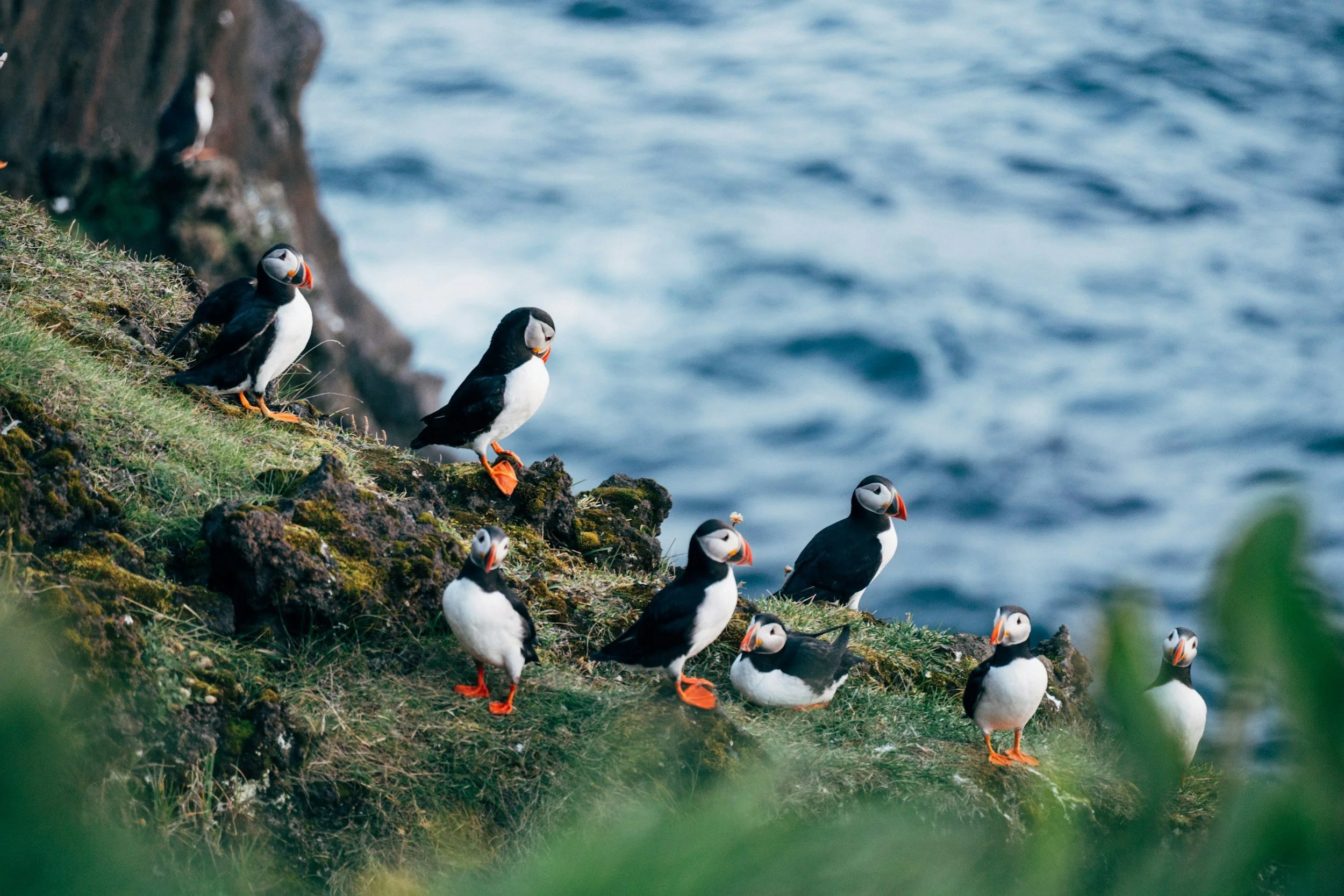 A group of puffins standing on a grassy cliffside near the ocean, with the sea visible in the background.