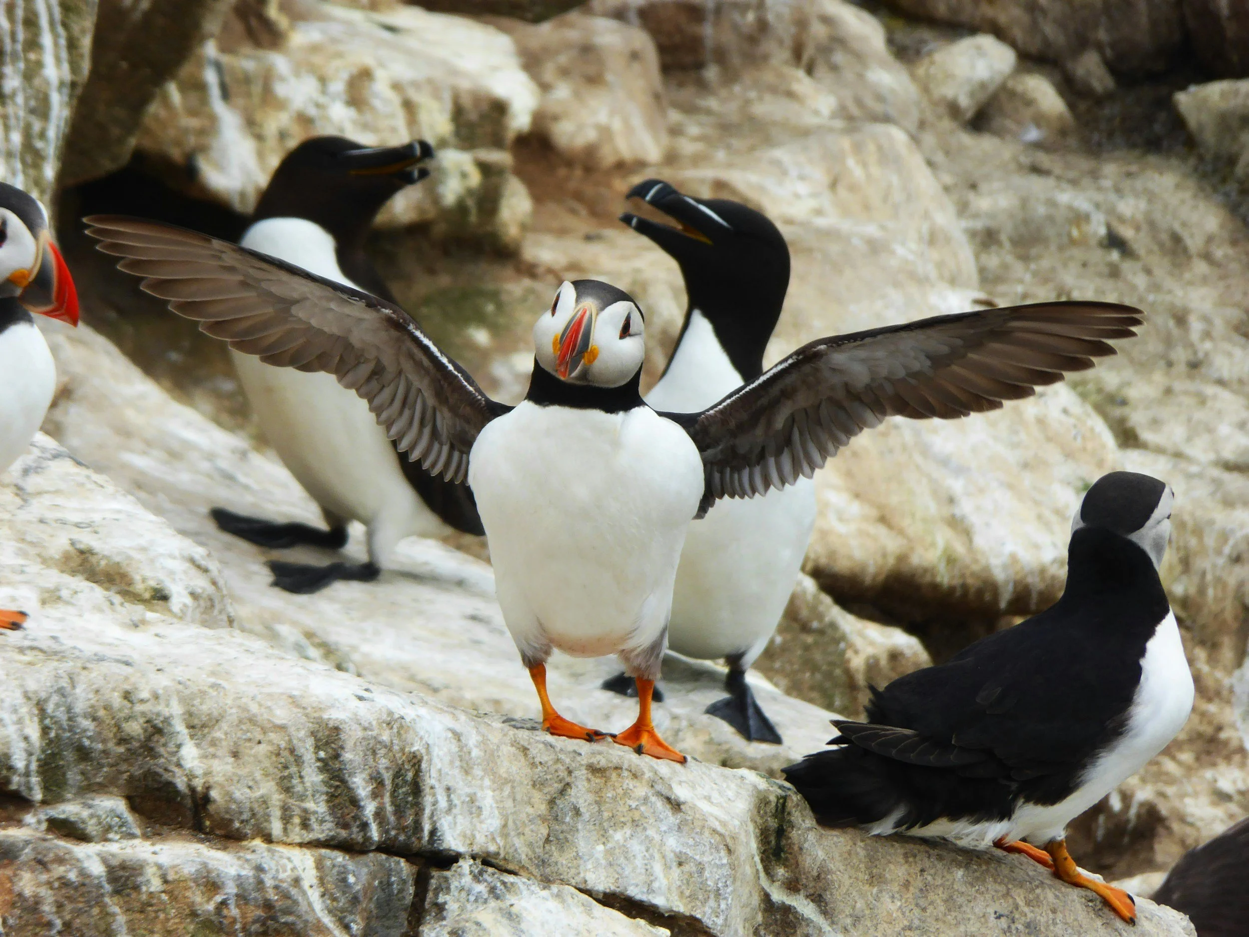 A group of puffin birds on a rocky terrain, with one puffin in the center spreading its wings.