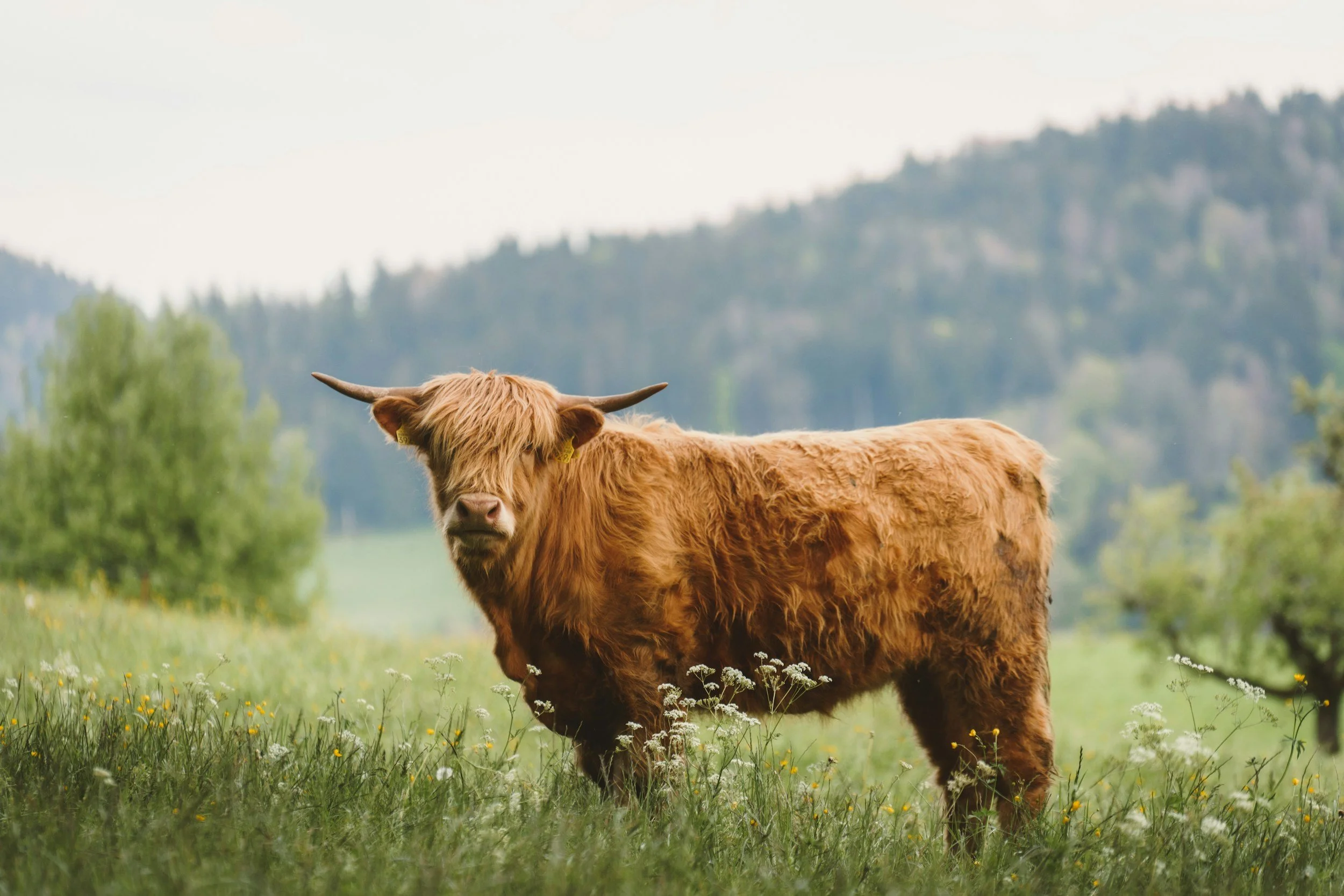 A brown cow with long hair standing in a grassy field with wildflowers, with mountains and trees in the background on an overcast day.