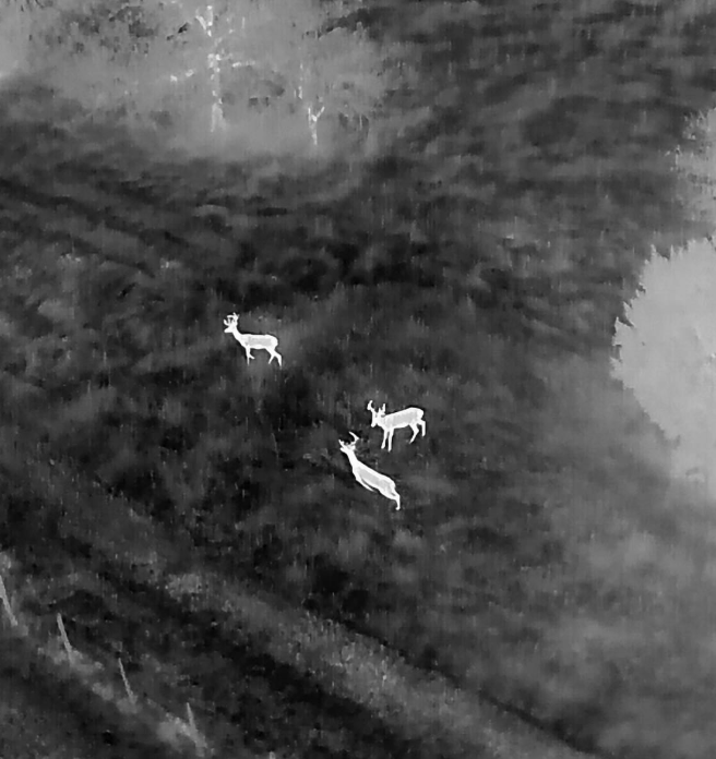 Thermal Wildlife & Deer Population Surveys