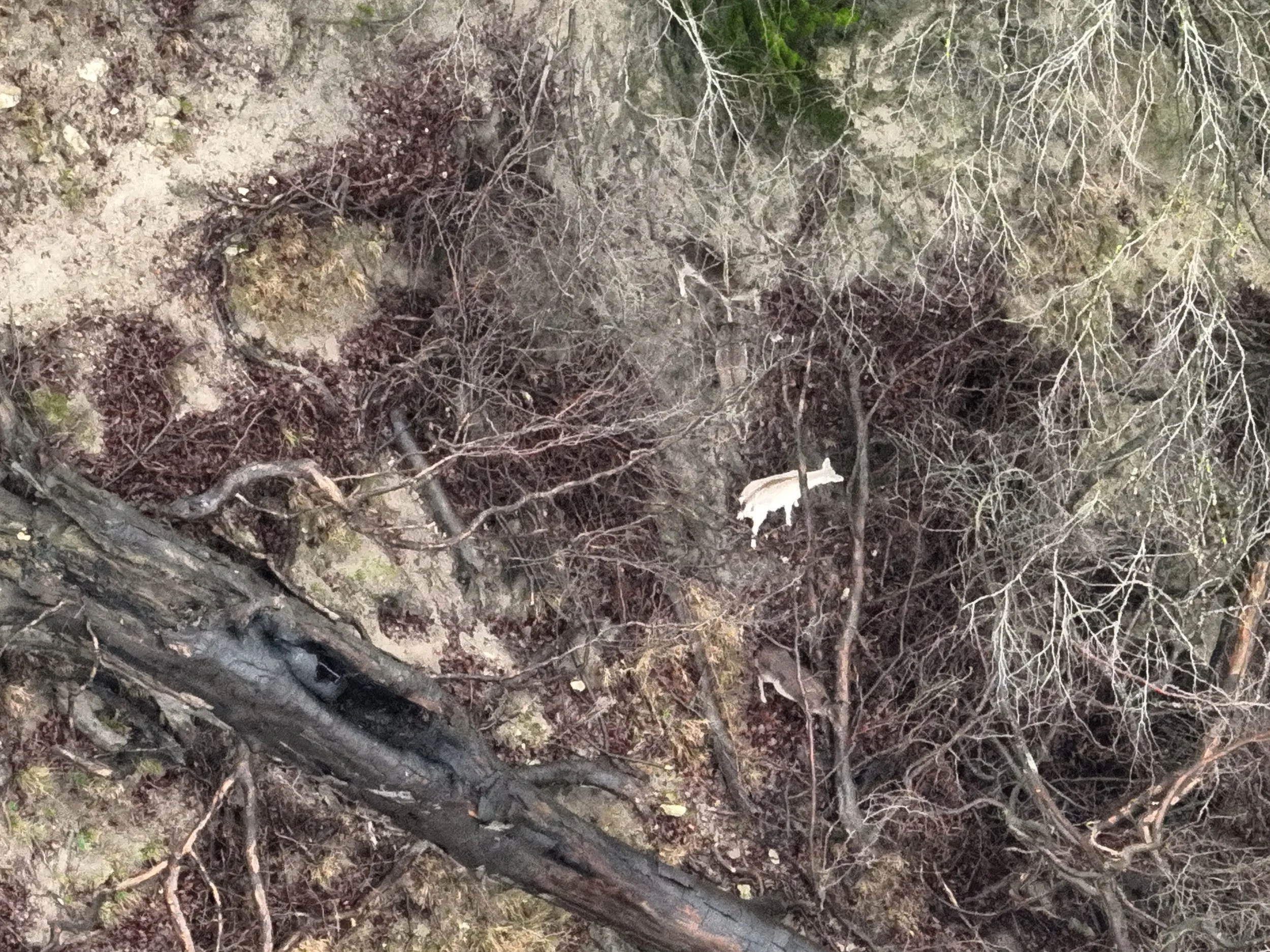 Fallow deer detected with Thermal drone then confirmed with RGB
