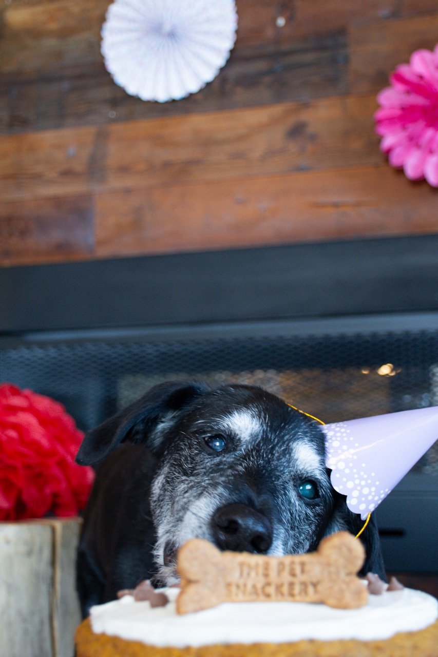 A dog wearing a party hat with a blue and white pattern faces a birthday cake with a bone-shaped cookie that reads 'The Pet Hackery.' The background has colorful paper decorations and a wooden wall.