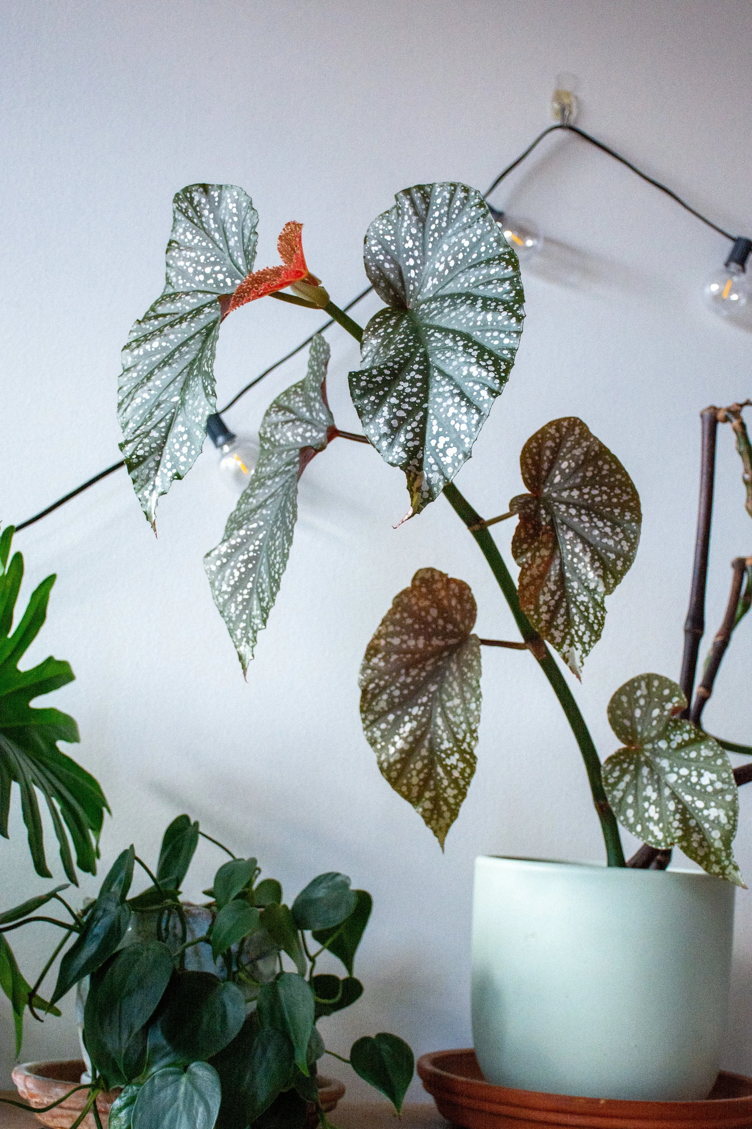 Indoor houseplants on a table with a white wall in the background, including a large potted plant with green and white variegated leaves and other smaller green plants.