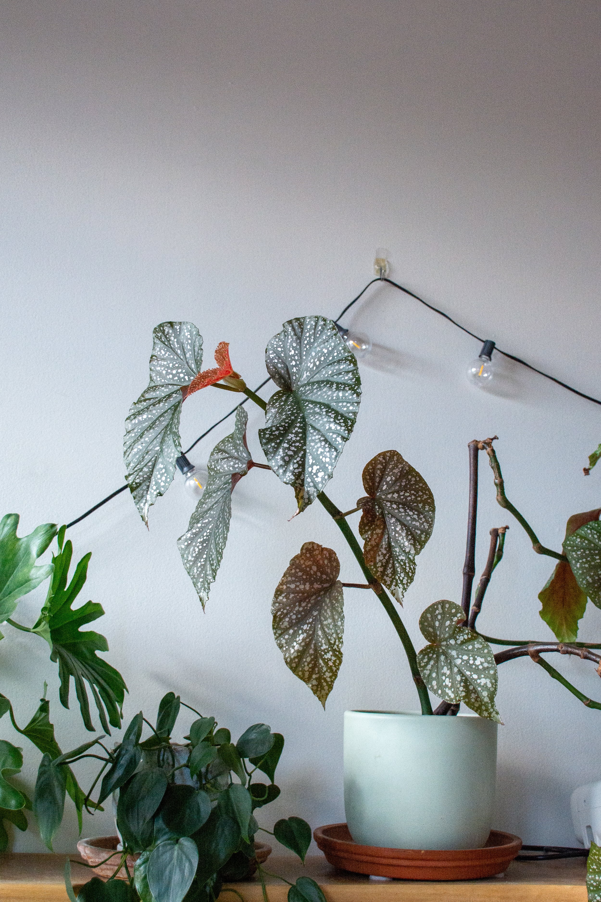 Houseplants on a wooden surface, including a potted Begonia with patterned leaves, under string lights on a white wall.