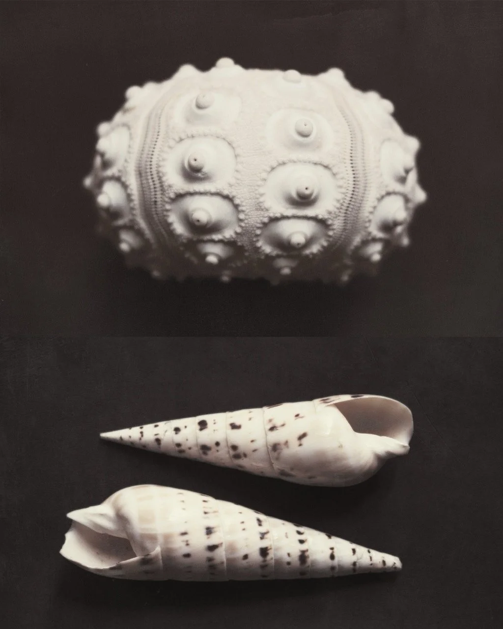 A large, white sea urchin shell with many small, rounded spines on its surface, and two smaller white shells with black spots, all placed on a black background.