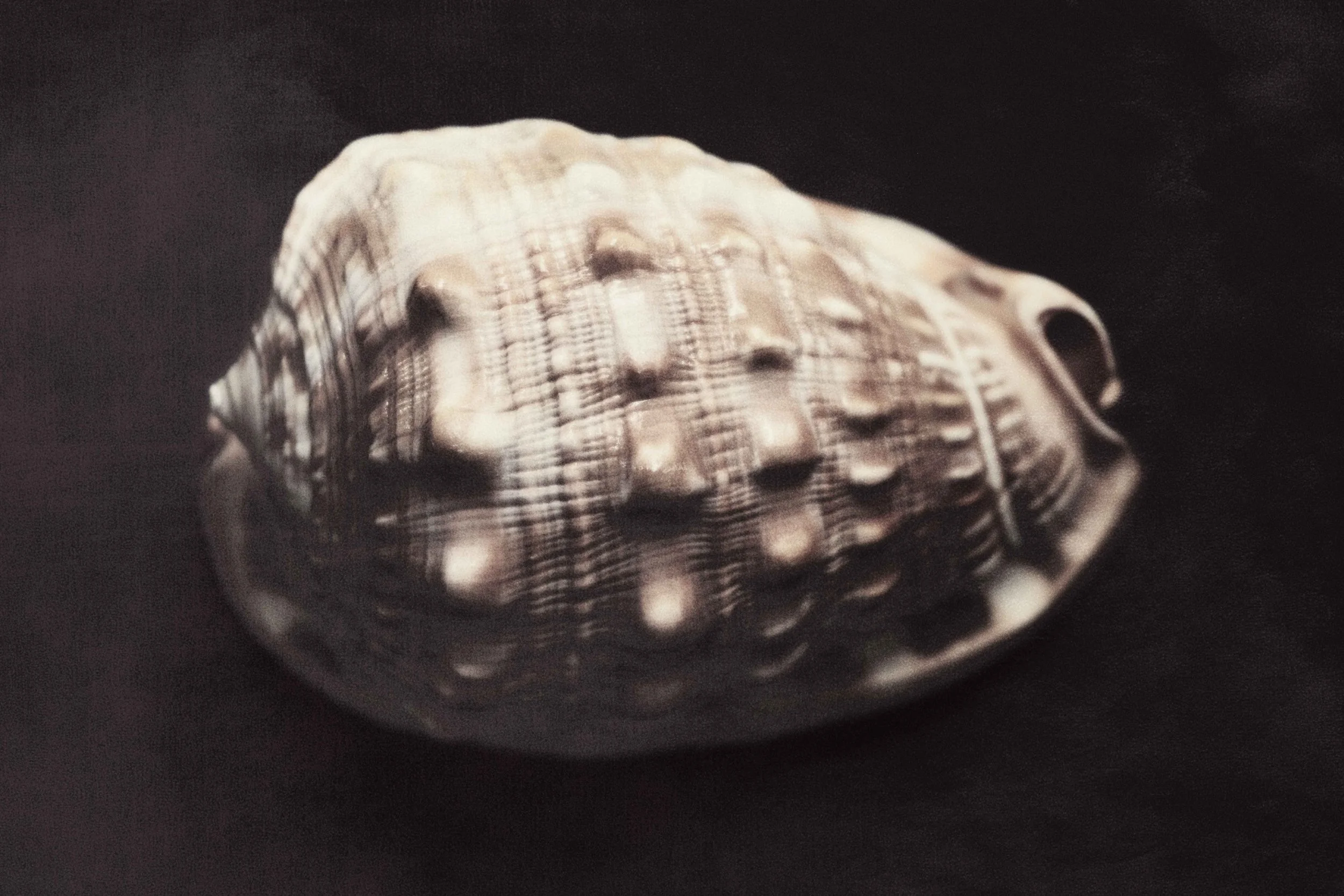 A carved shell with intricate patterns and a face design, placed on a dark surface.