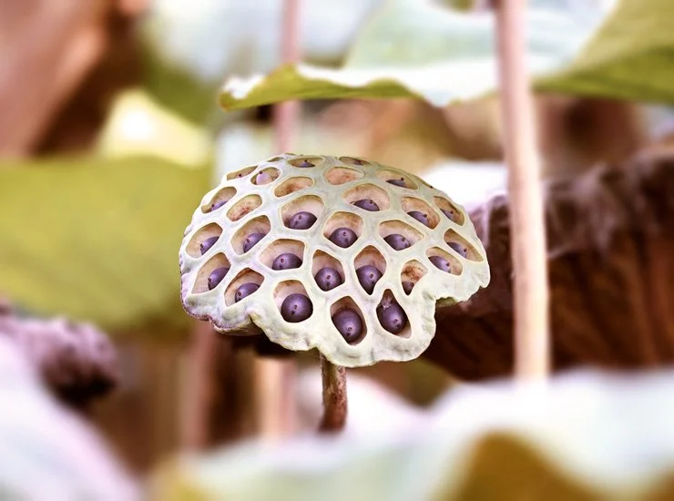 Nahaufnahme einer Lotusfrucht mit lila Samen in einer zerklüfteten gelben Außenhaut, umgeben von grünen Blättern.
