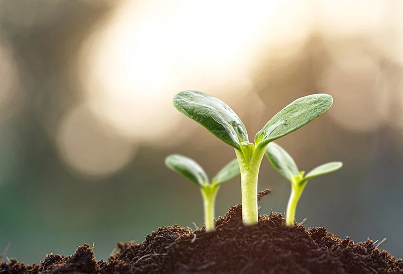 Drei Setzlinge wachsen aus dunkler Erde, mit einer unscharfen hellen Hintergrundbeleuchtung.