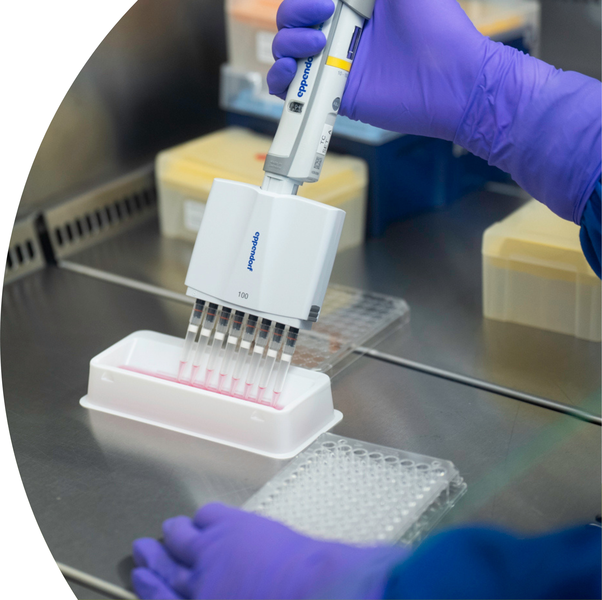 A scientist wearing purple gloves using a multichannel pipette to transfer a pink liquid into a strip of test tubes in a laboratory.