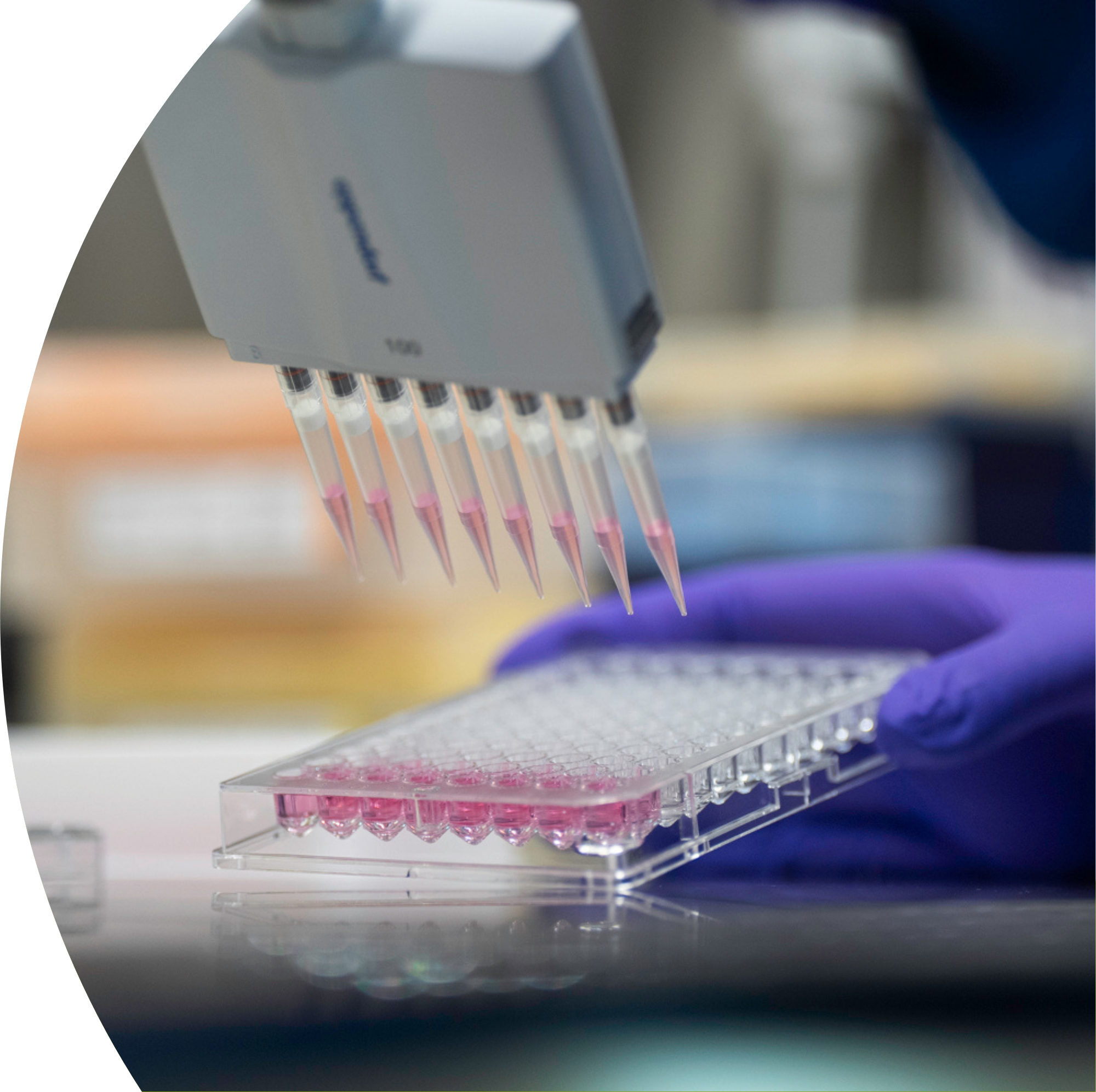 A scientist wearing purple gloves using a multichannel pipette to transfer pink liquid into a 96-well plate in a laboratory.