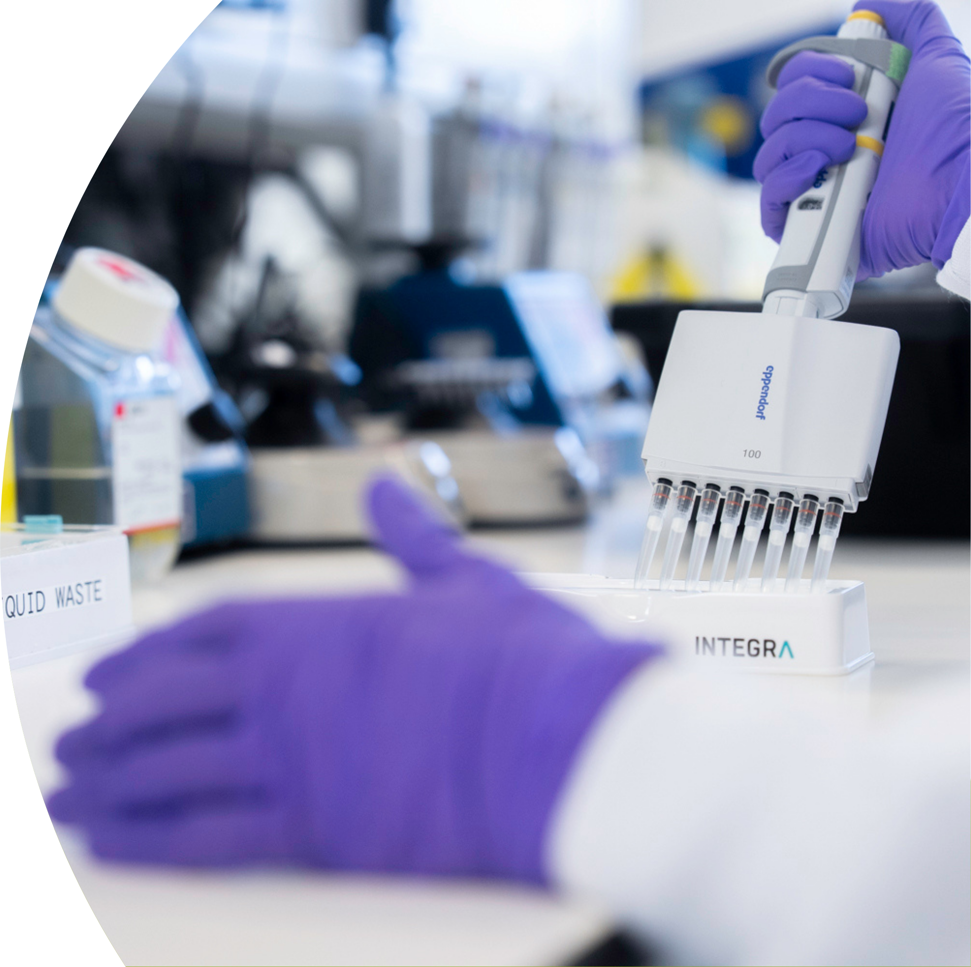 A scientist wearing purple gloves handling a pipette with multiple test tubes in a laboratory setting.