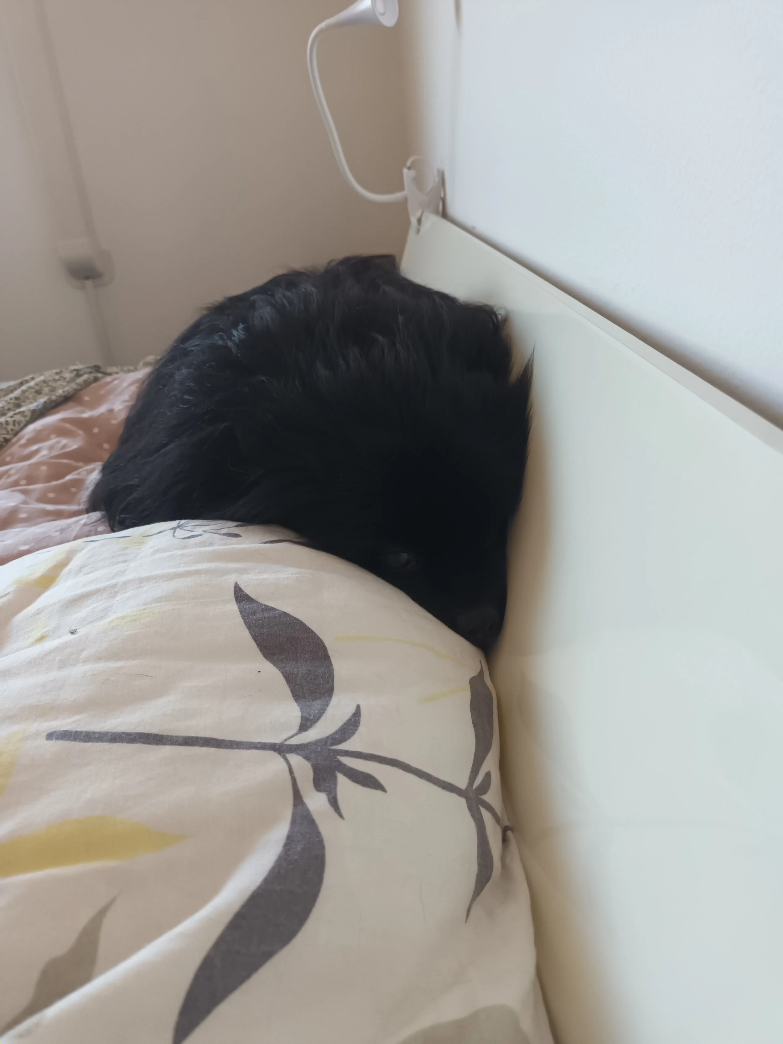 Close-up photo of a black dog with long fur resting its head on a bed covered with a white and beige patterned blanket, next to a white wall and a white bed headboard.