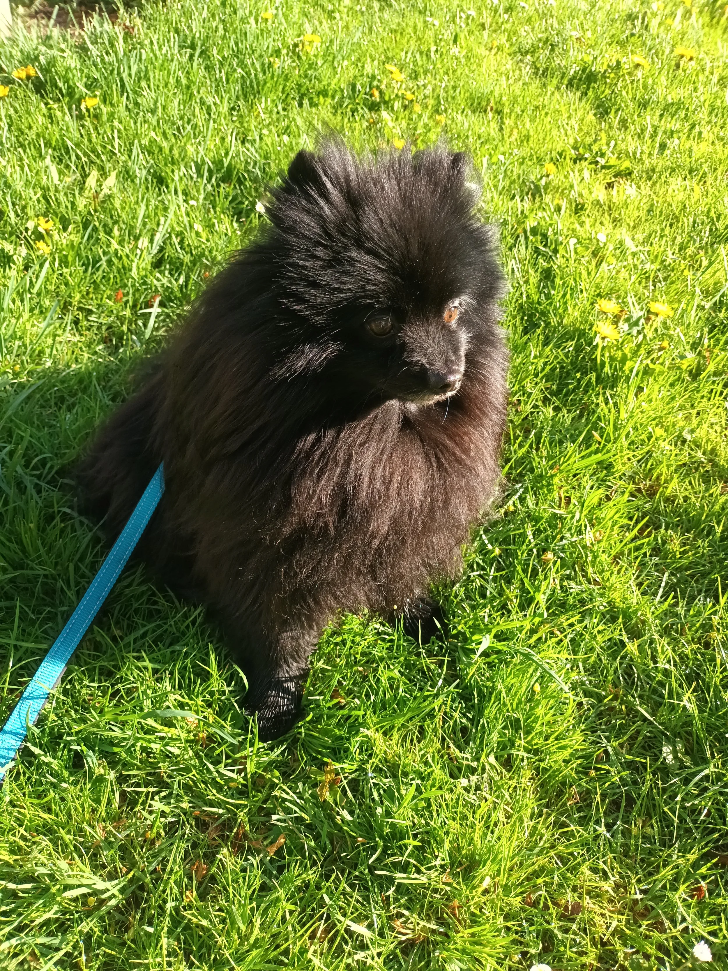 Black Pomeranian dog sitting on green grassy field with small yellow flowers, wearing a blue leash.