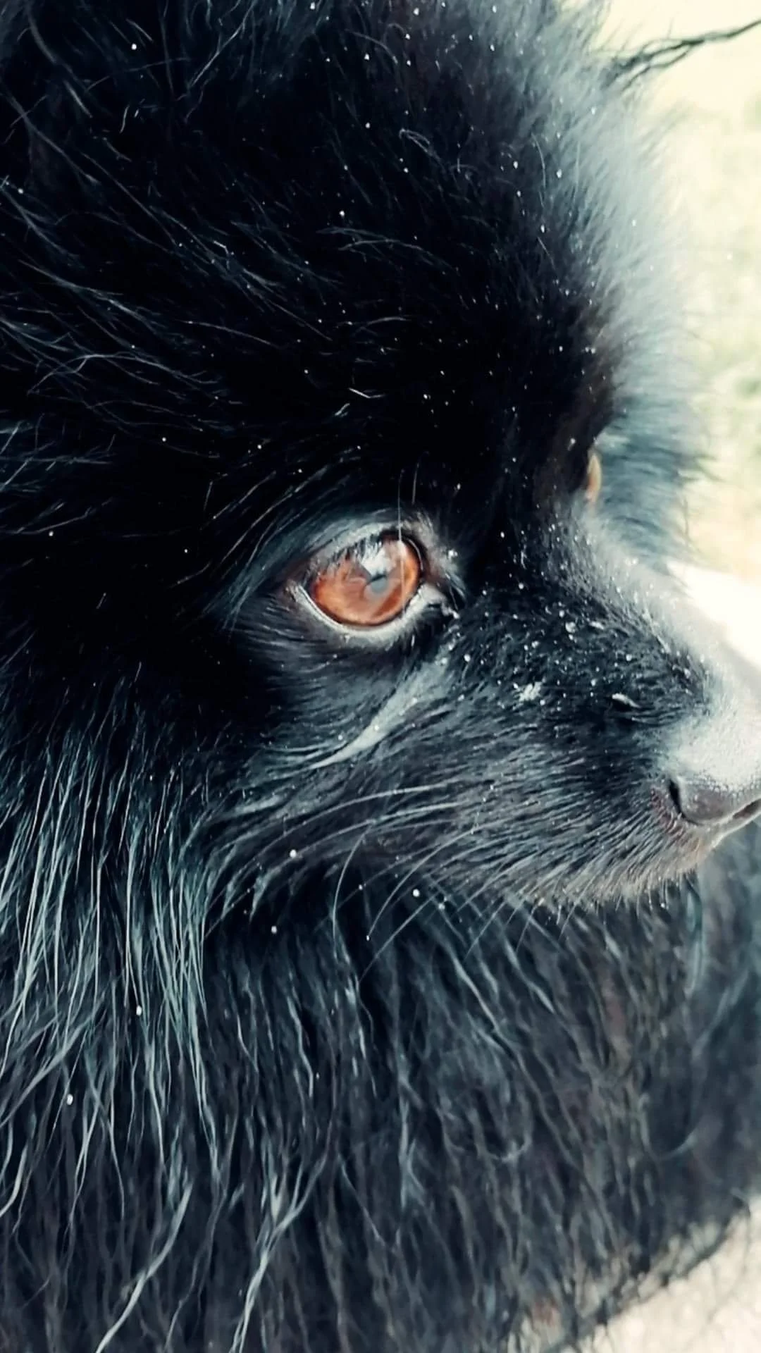 Close-up of a black dog's face, focusing on its brown eye and surrounding black fur.