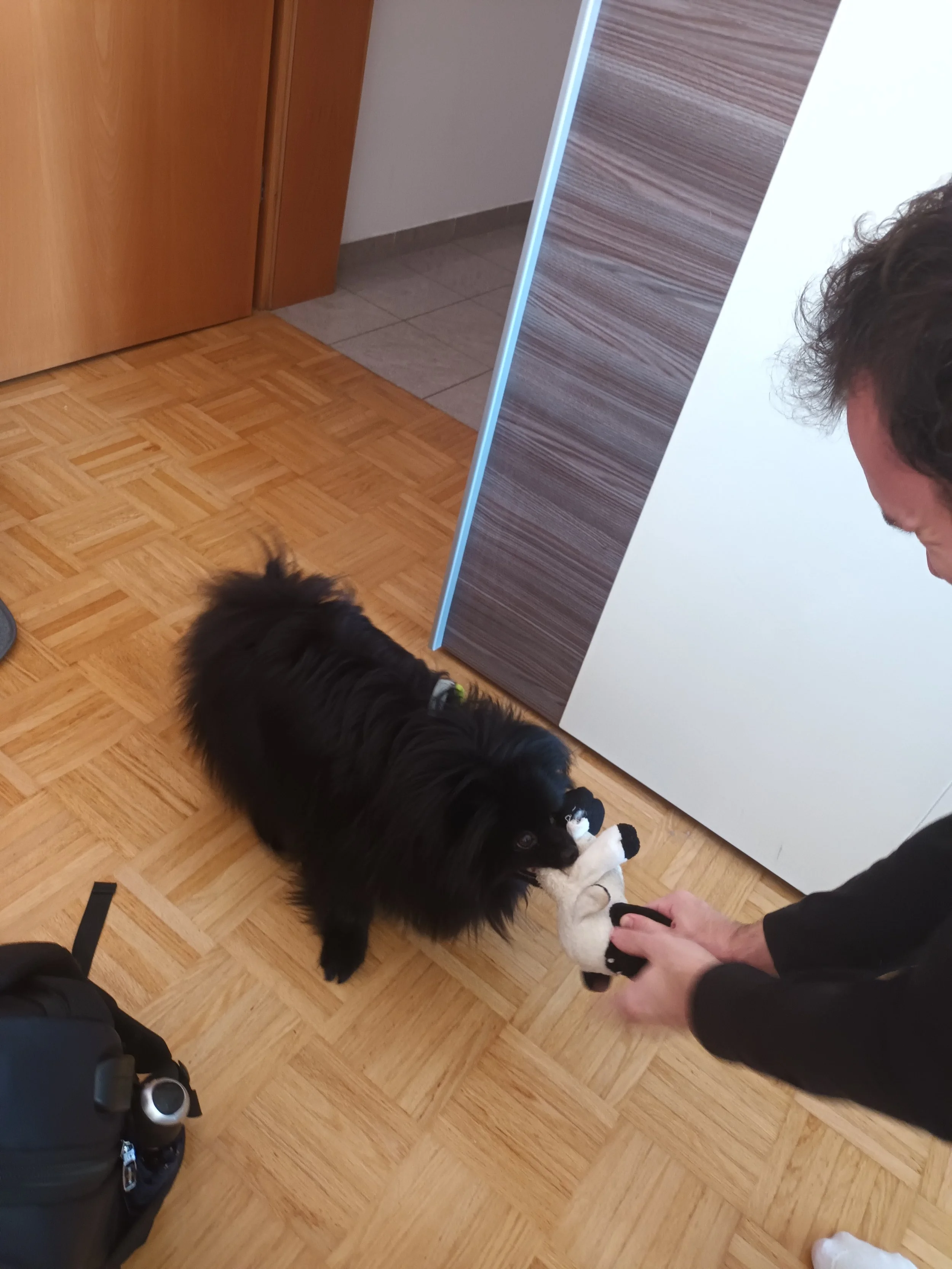 A person playing tug-of-war with a black and white dog using a stuffed toy inside a room with wood flooring and a wooden door.