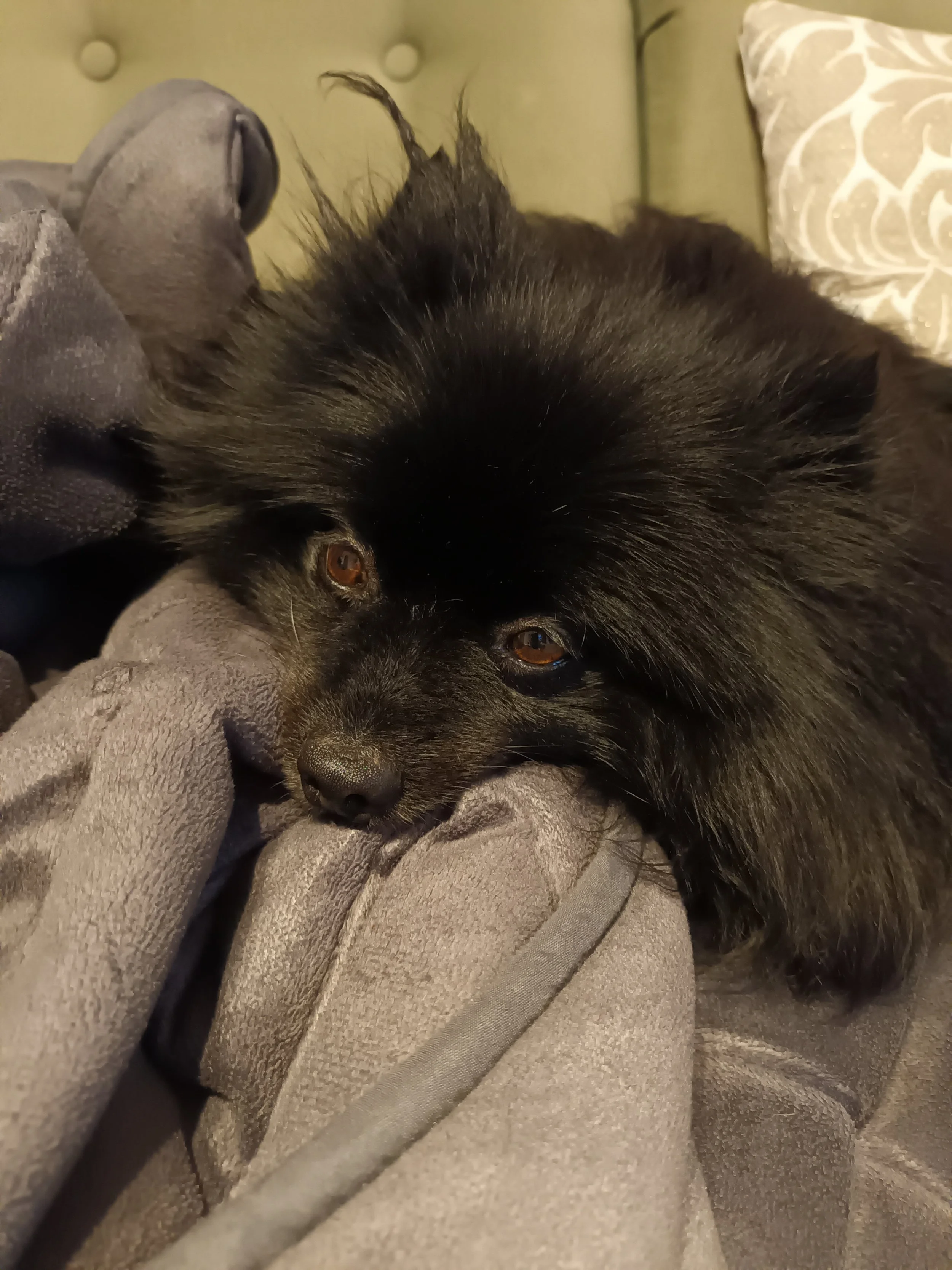 A black dog lying on a bed or couch with its head resting on a gray plush blanket, with a tuft of hair sticking up and looking up with brown eyes.