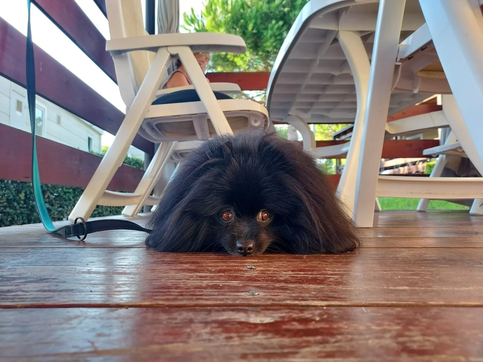 A small black dog with long fur lying flat on a wooden deck, with tables and chairs in the background.