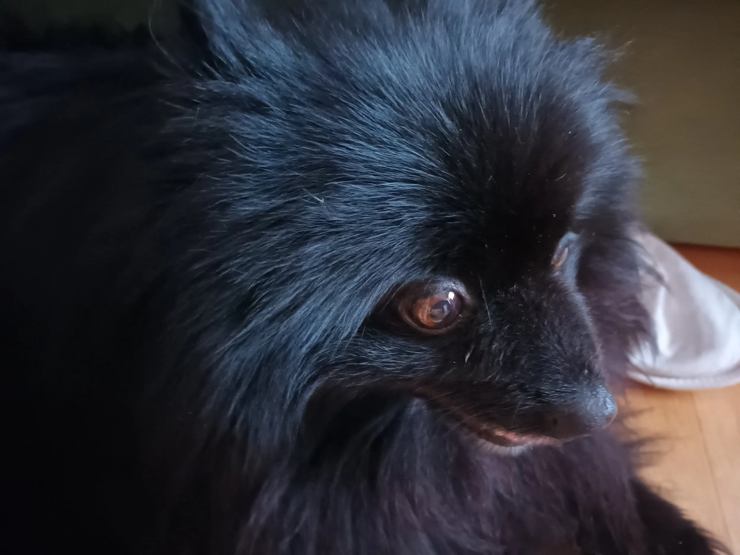 Close-up of a black dog’s face, showing fur and right eye.
