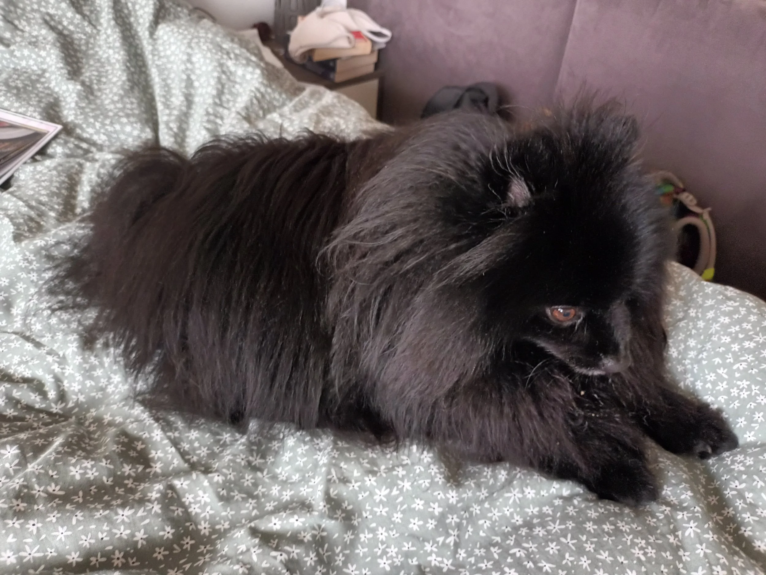 A black dog lying on a bed with a gray and white star-patterned blanket. The bed has a wooden headboard and a bedside table with books and clothes. A purple wall is visible in the background.