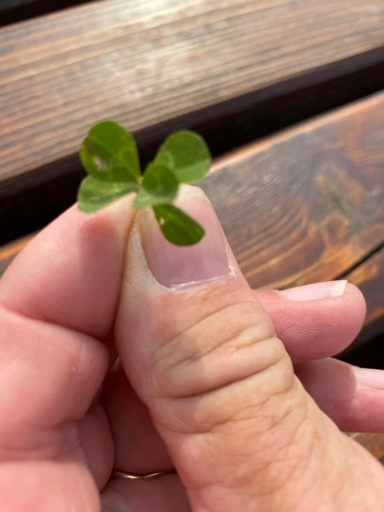 A human hand holding a small four-leaf clover with a wooden surface in the background.
