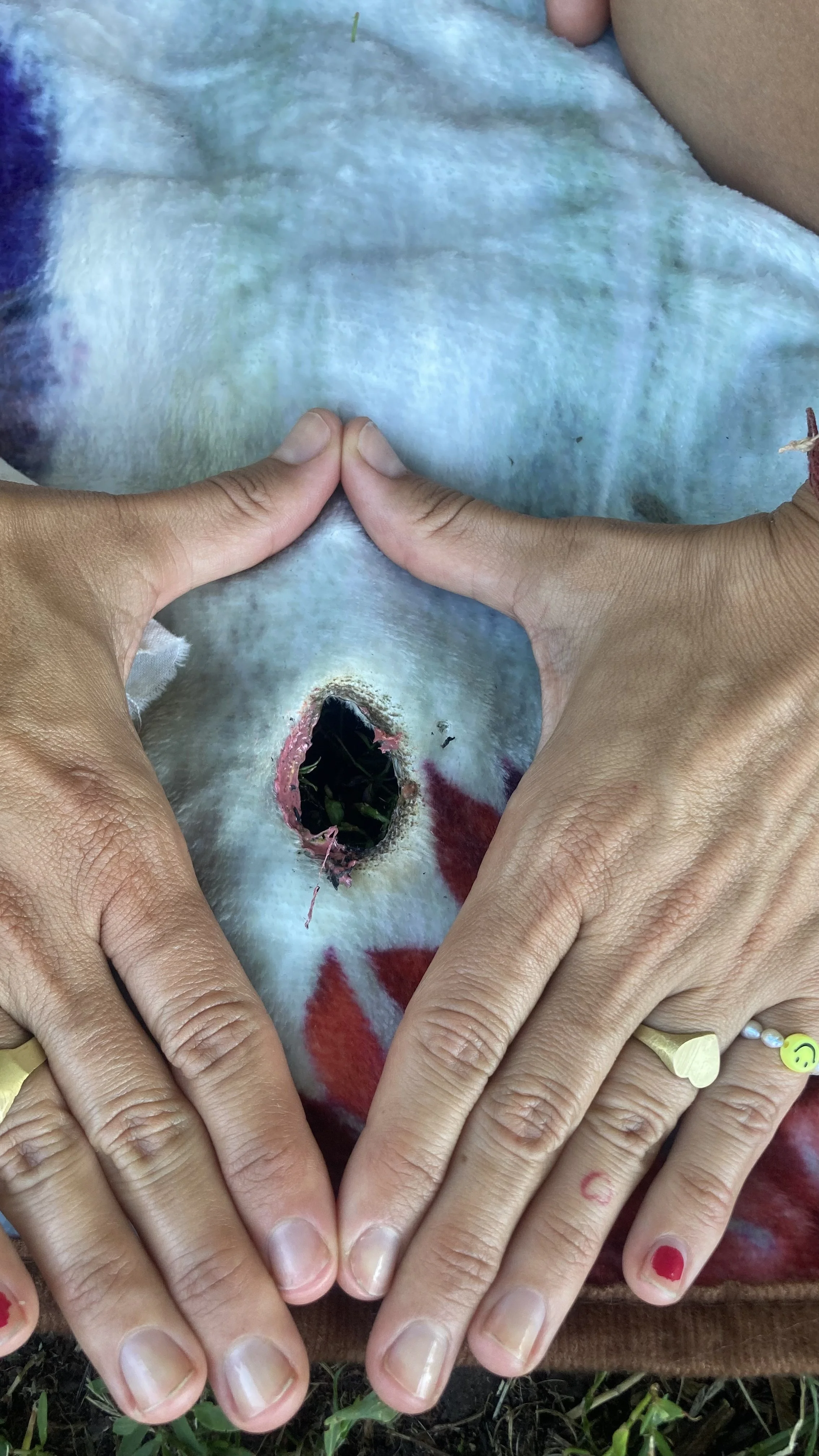 A person's hands forming a heart shape over a cat's belly with a wound and an open wound with a hole in its fur, showing grass and tissue inside.